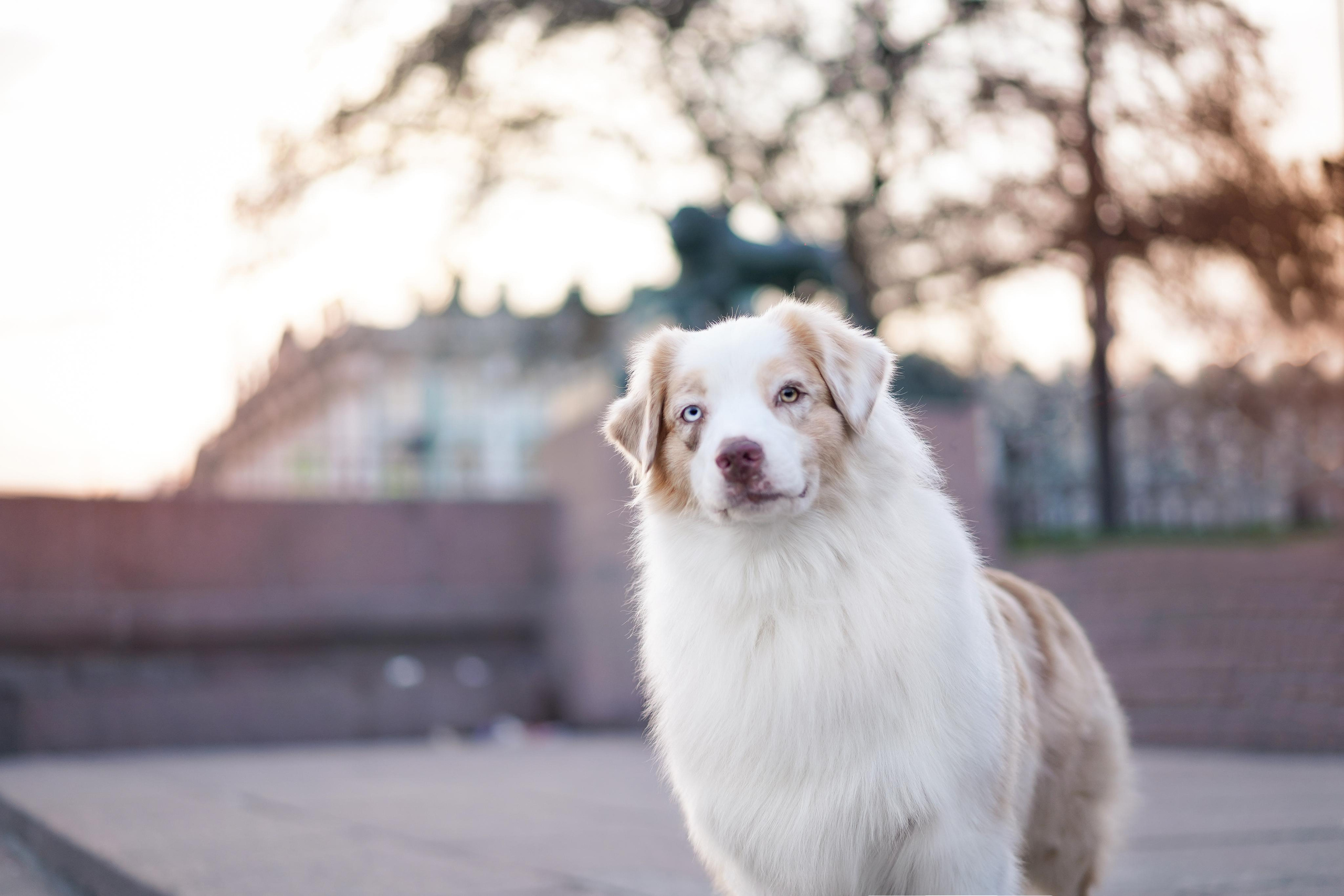 Кристина, Катя и аусси. Фотограф-анималист в Санкт-Петербурге Яна Мартынова