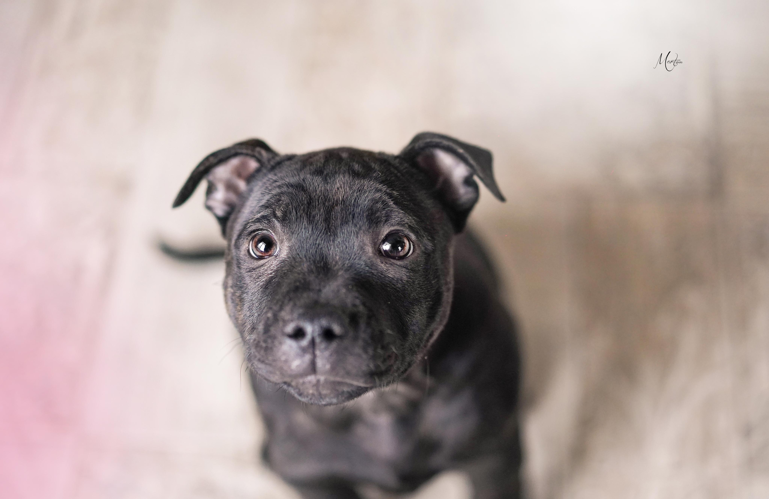 Щенки стаффбуля. Фотограф-анималист в Санкт-Петербурге Яна Мартынова