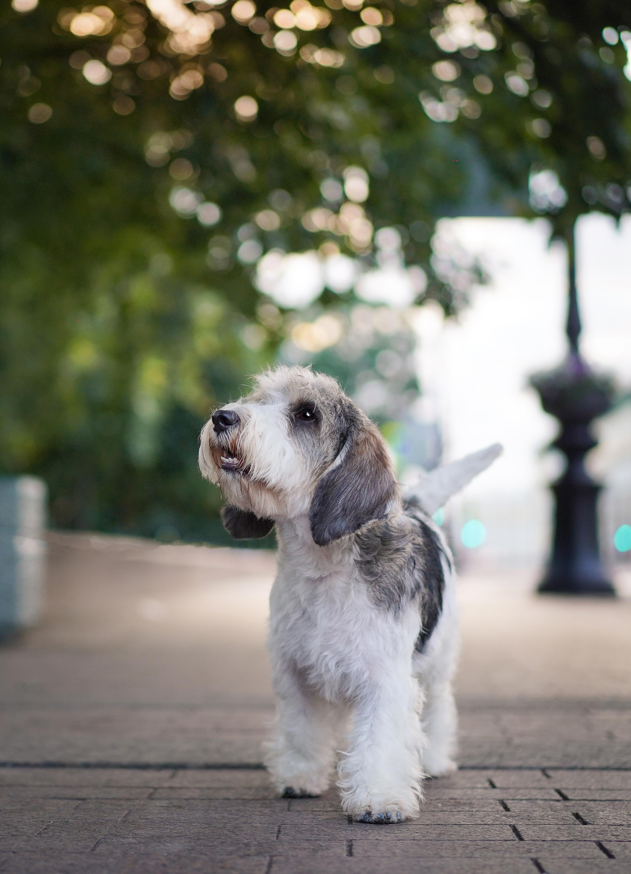 Мона центр. Фотограф-анималист в Санкт-Петербурге Яна Мартынова
