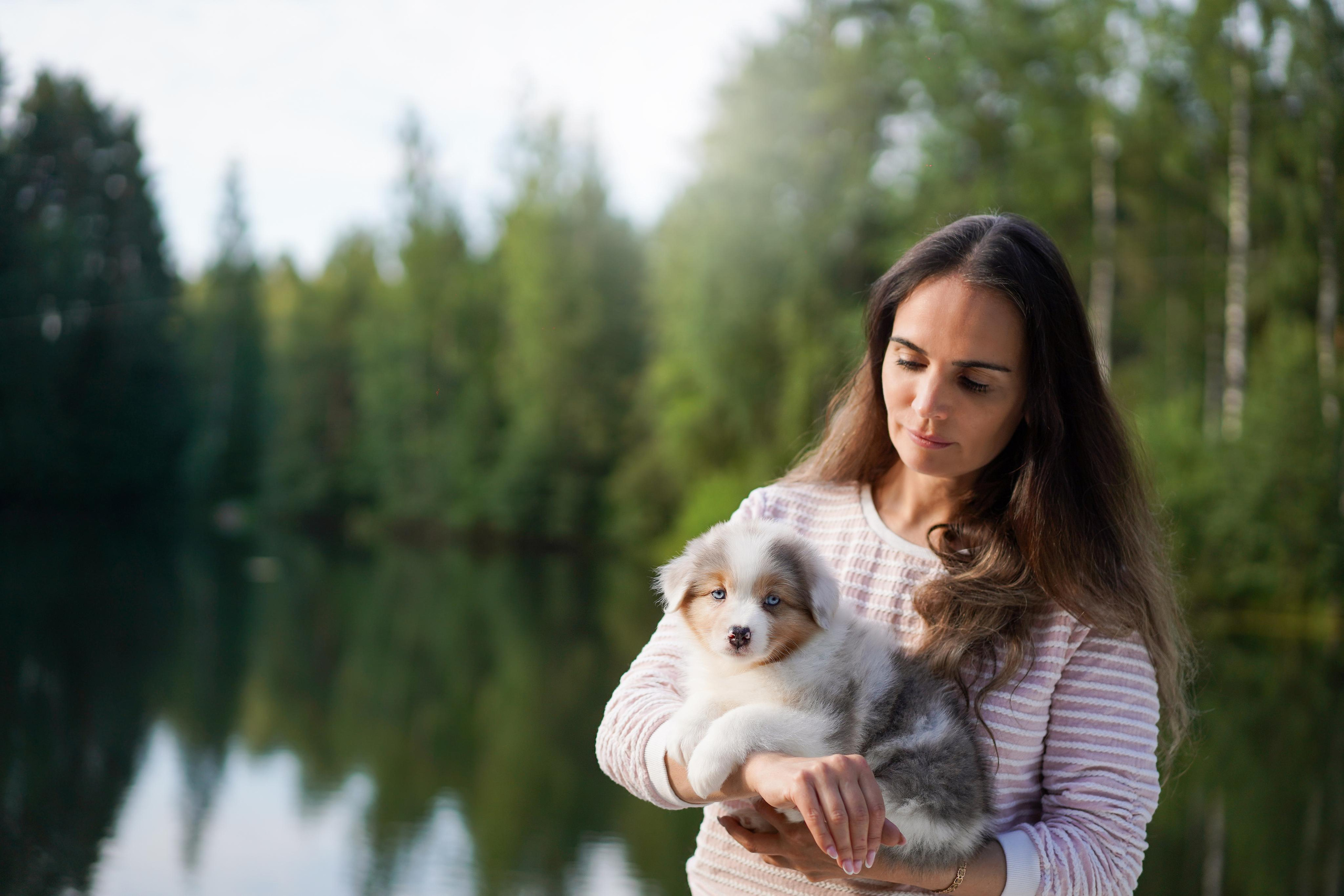 Щенки австралийской овчарки. Фотограф-анималист в Санкт-Петербурге Яна Мартынова