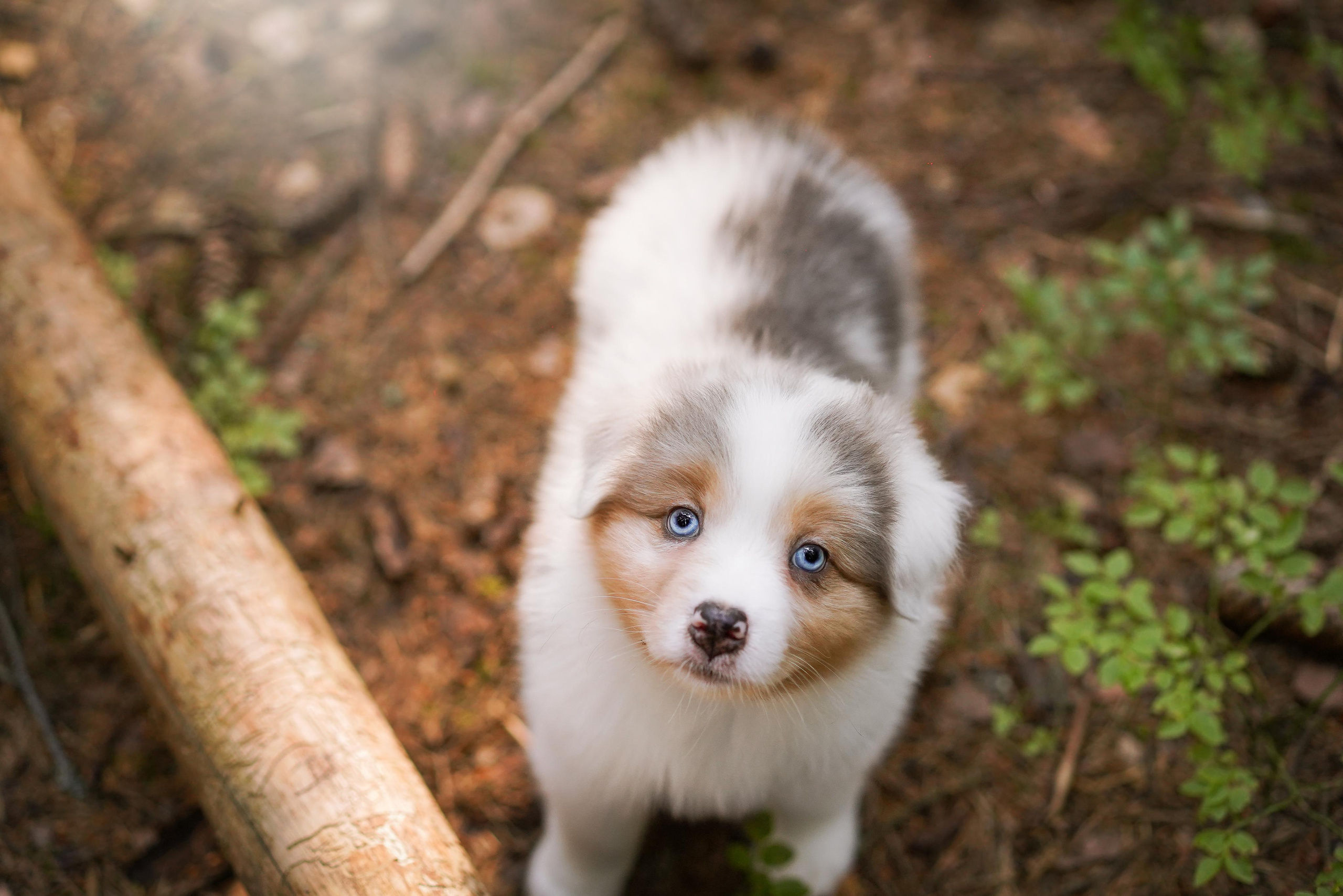 Щенки австралийской овчарки. Фотограф-анималист в Санкт-Петербурге Яна Мартынова