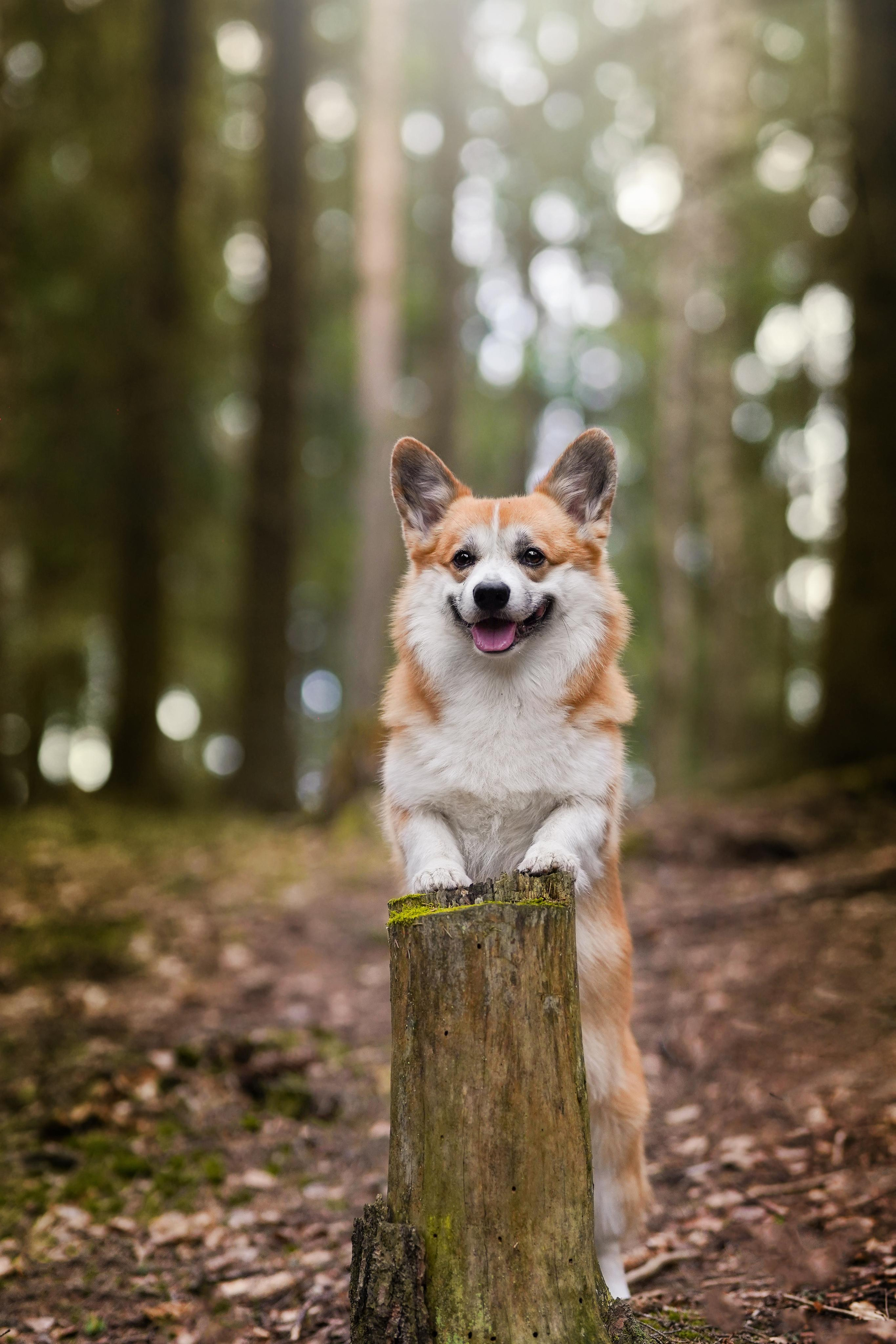 Катя и Рокки. Фотограф-анималист в Санкт-Петербурге Яна Мартынова