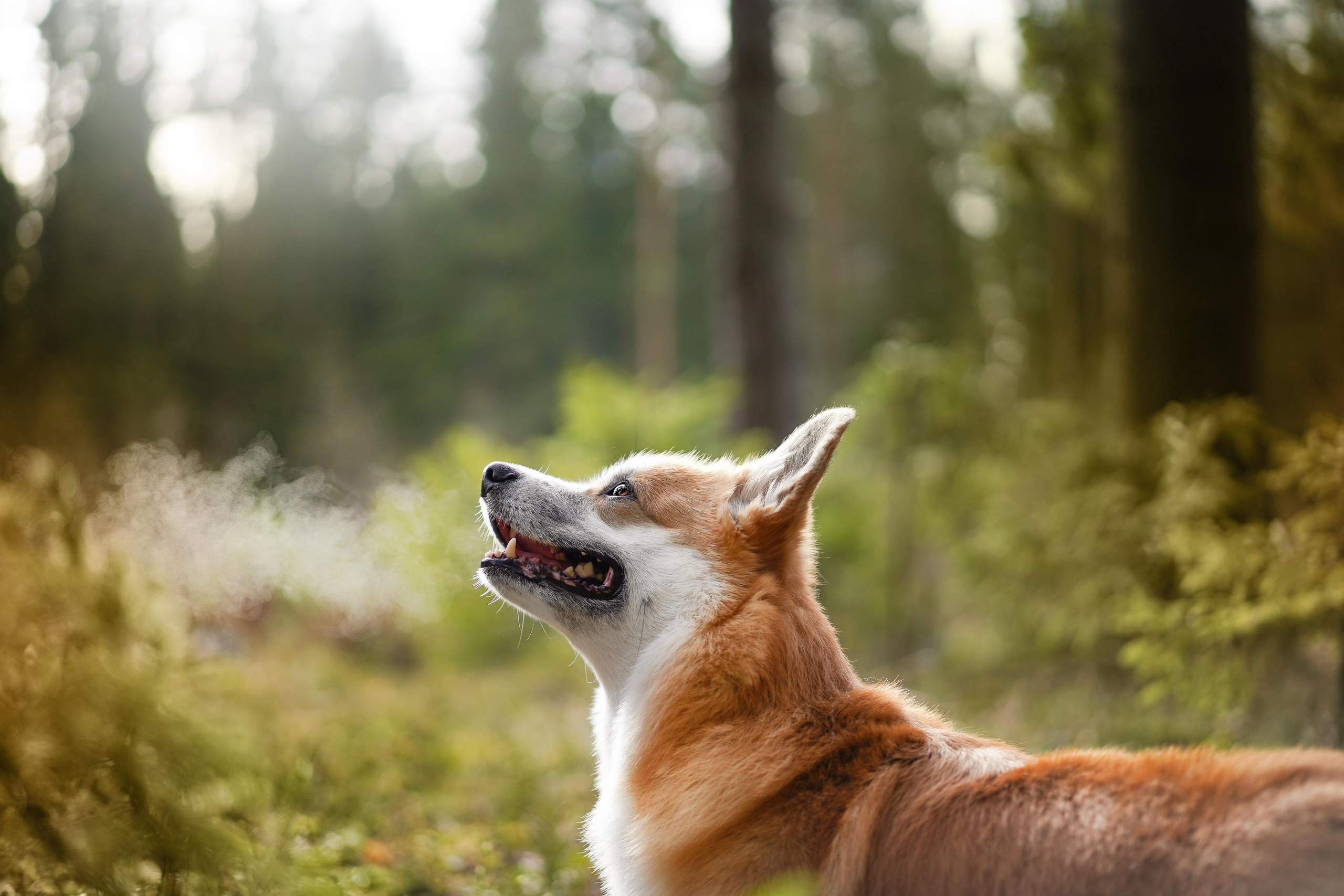 Катя и Рокки. Фотограф-анималист в Санкт-Петербурге Яна Мартынова