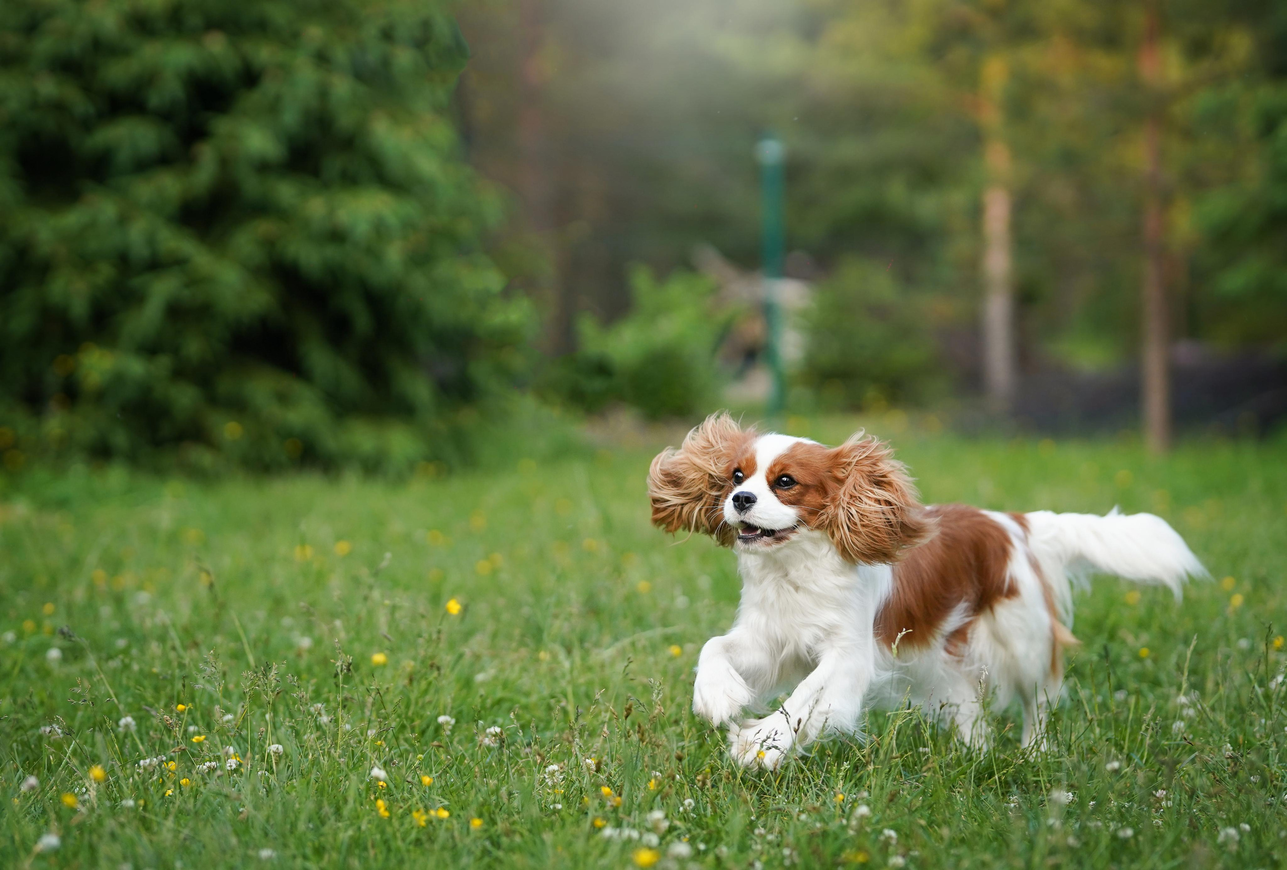 Злата, Луна, Сима и ребята. Фотограф-анималист в Санкт-Петербурге Яна Мартынова
