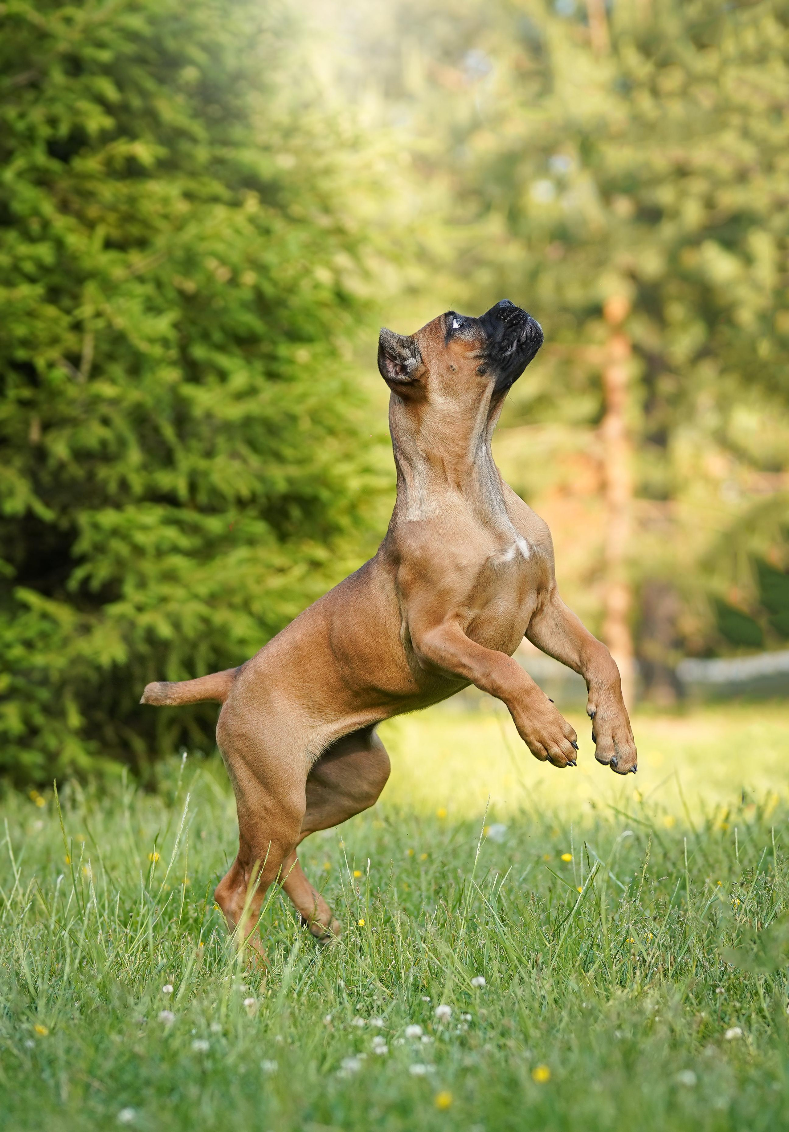 Злата, Луна, Сима и ребята. Фотограф-анималист в Санкт-Петербурге Яна Мартынова