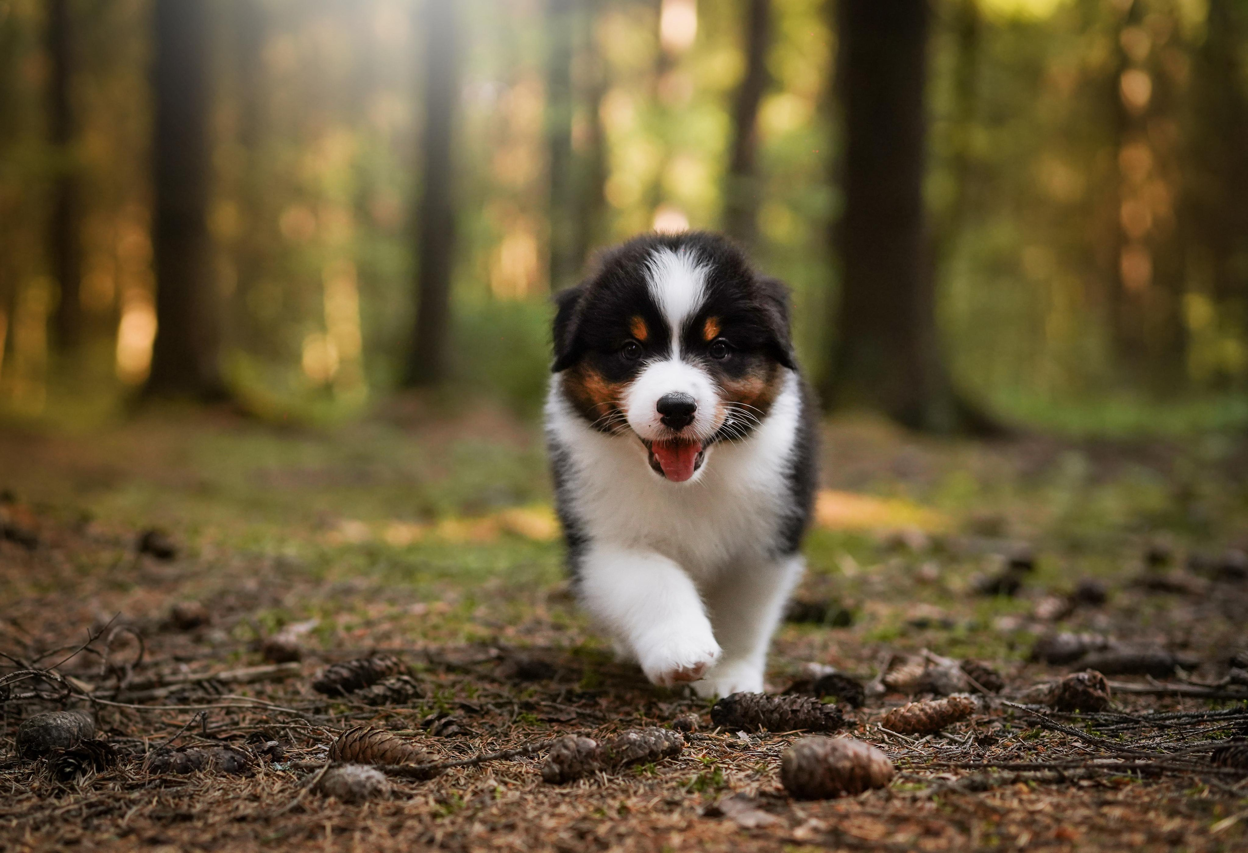 Щенки австралийской овчарки. Фотограф-анималист в Санкт-Петербурге Яна Мартынова