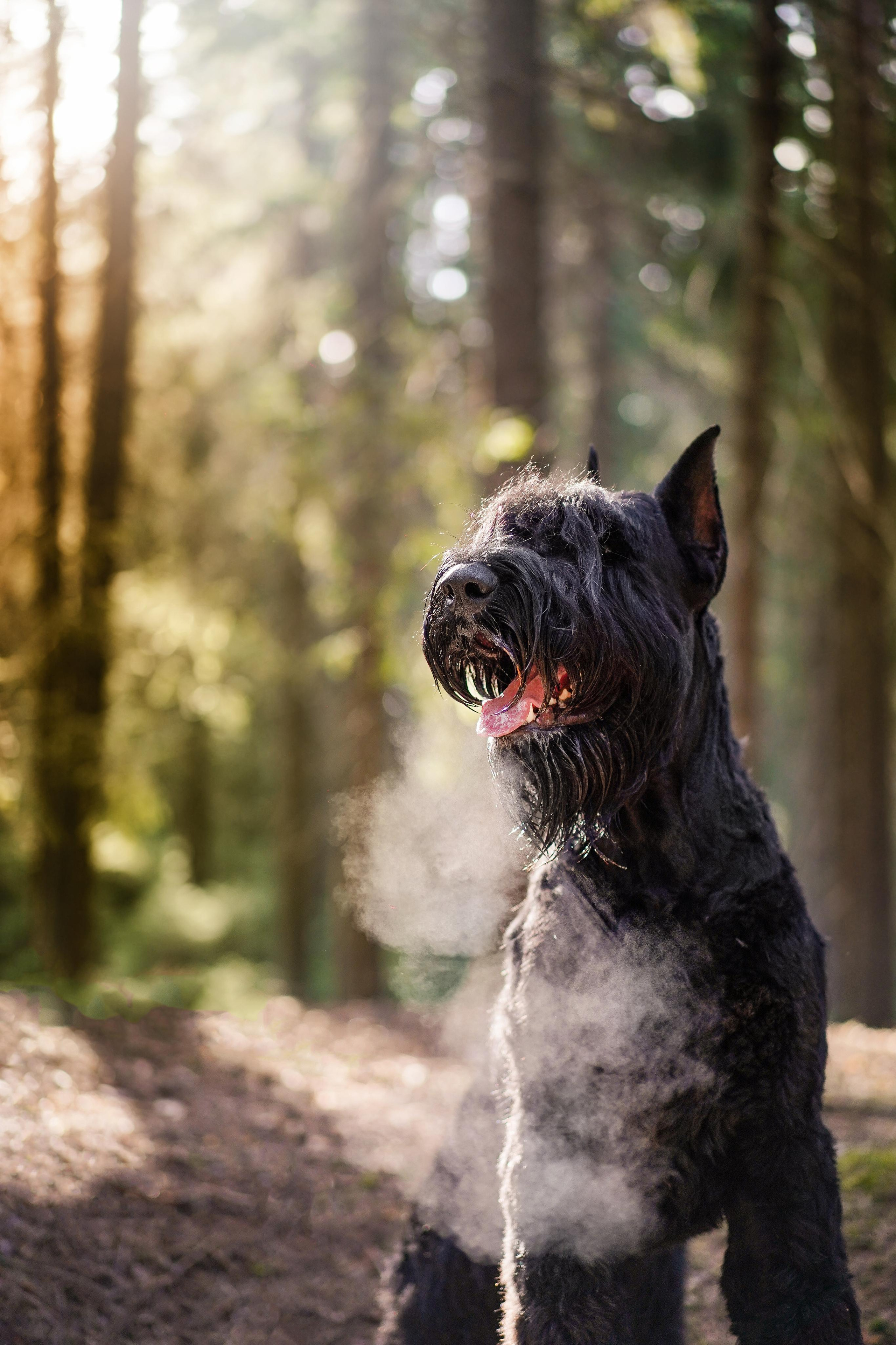 Оля и шнауцеры. Фотограф-анималист в Санкт-Петербурге Яна Мартынова