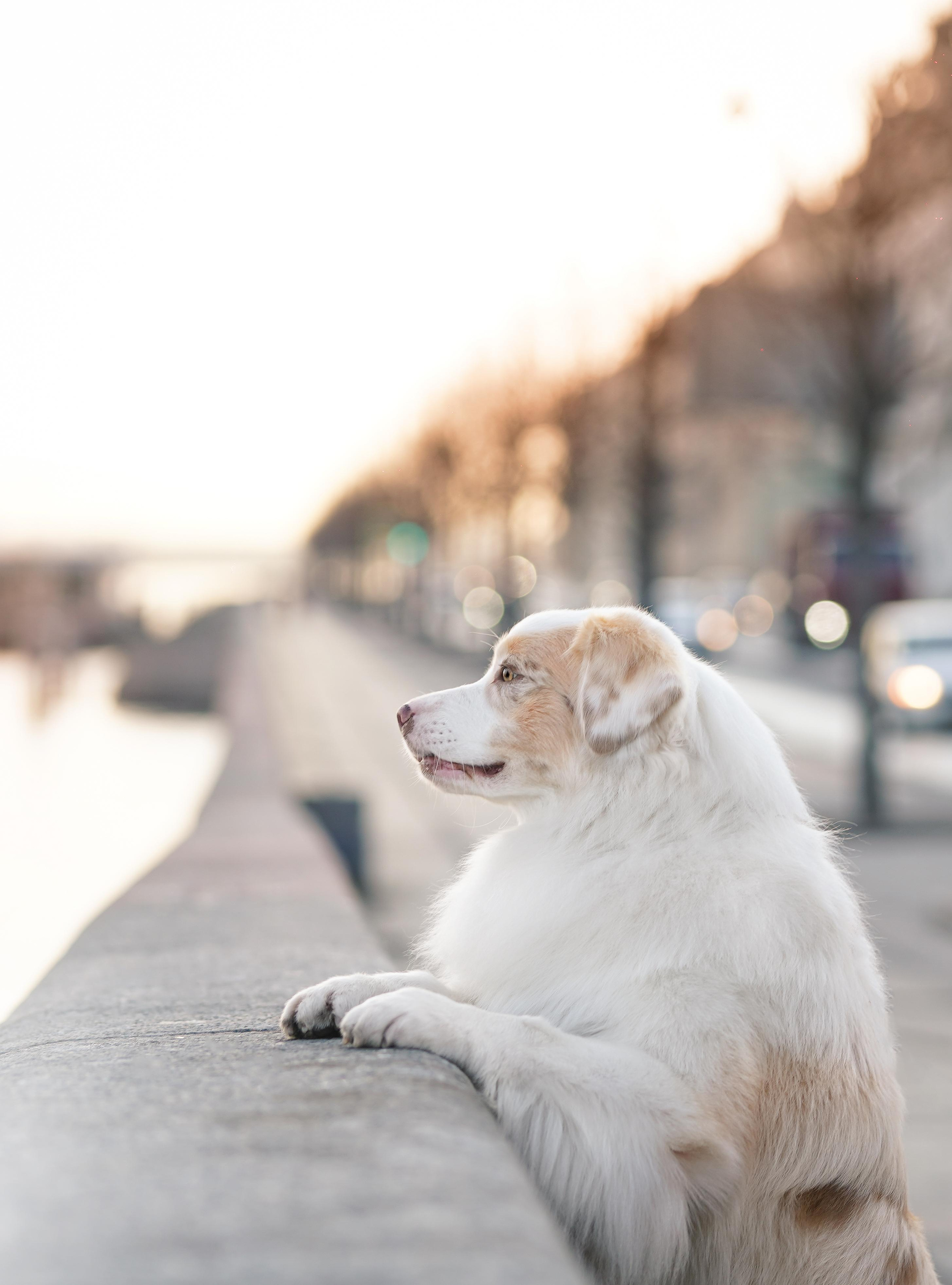 Кристина, Катя и аусси. Фотограф-анималист в Санкт-Петербурге Яна Мартынова