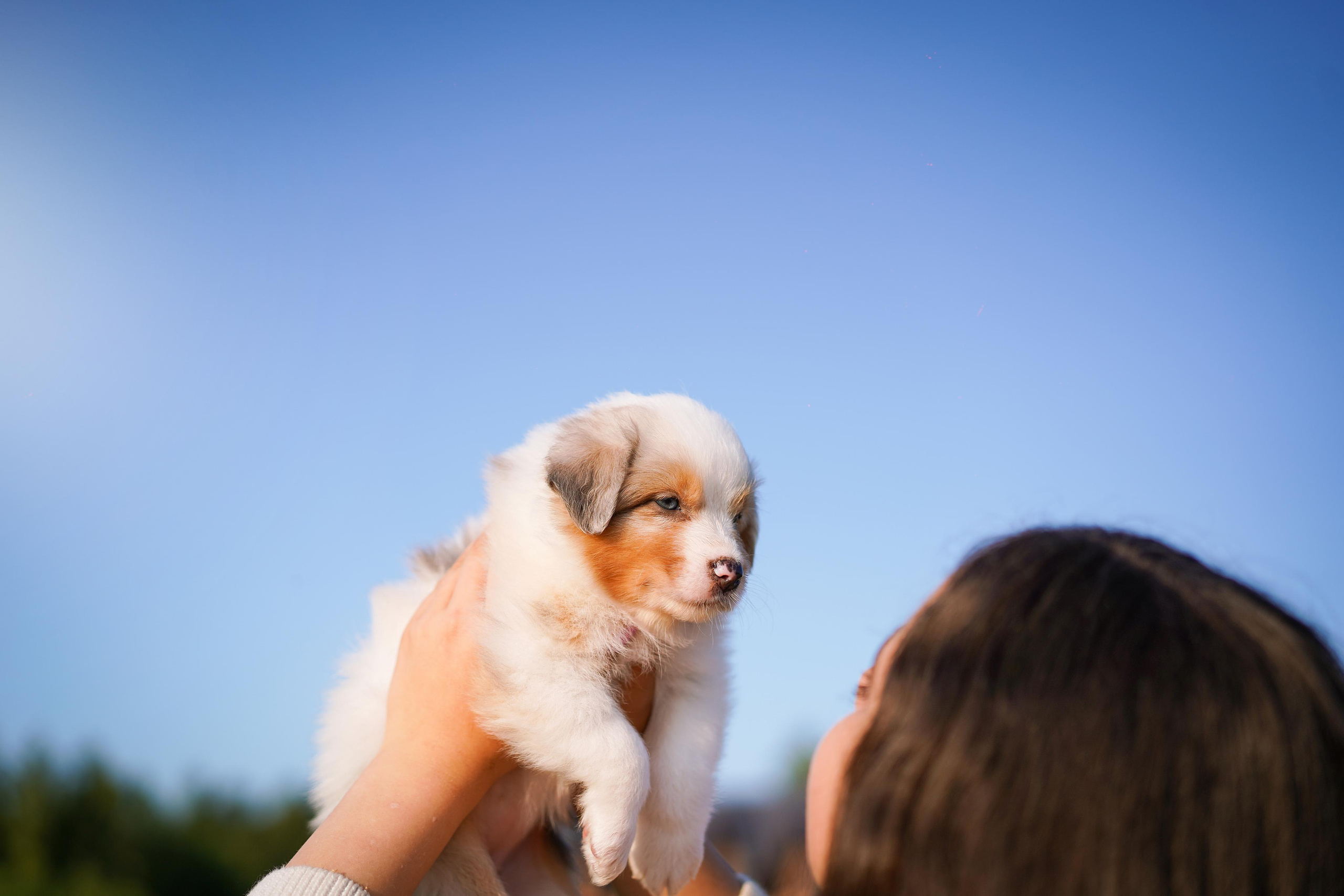 Щенки аусси. Фотограф-анималист в Санкт-Петербурге Яна Мартынова