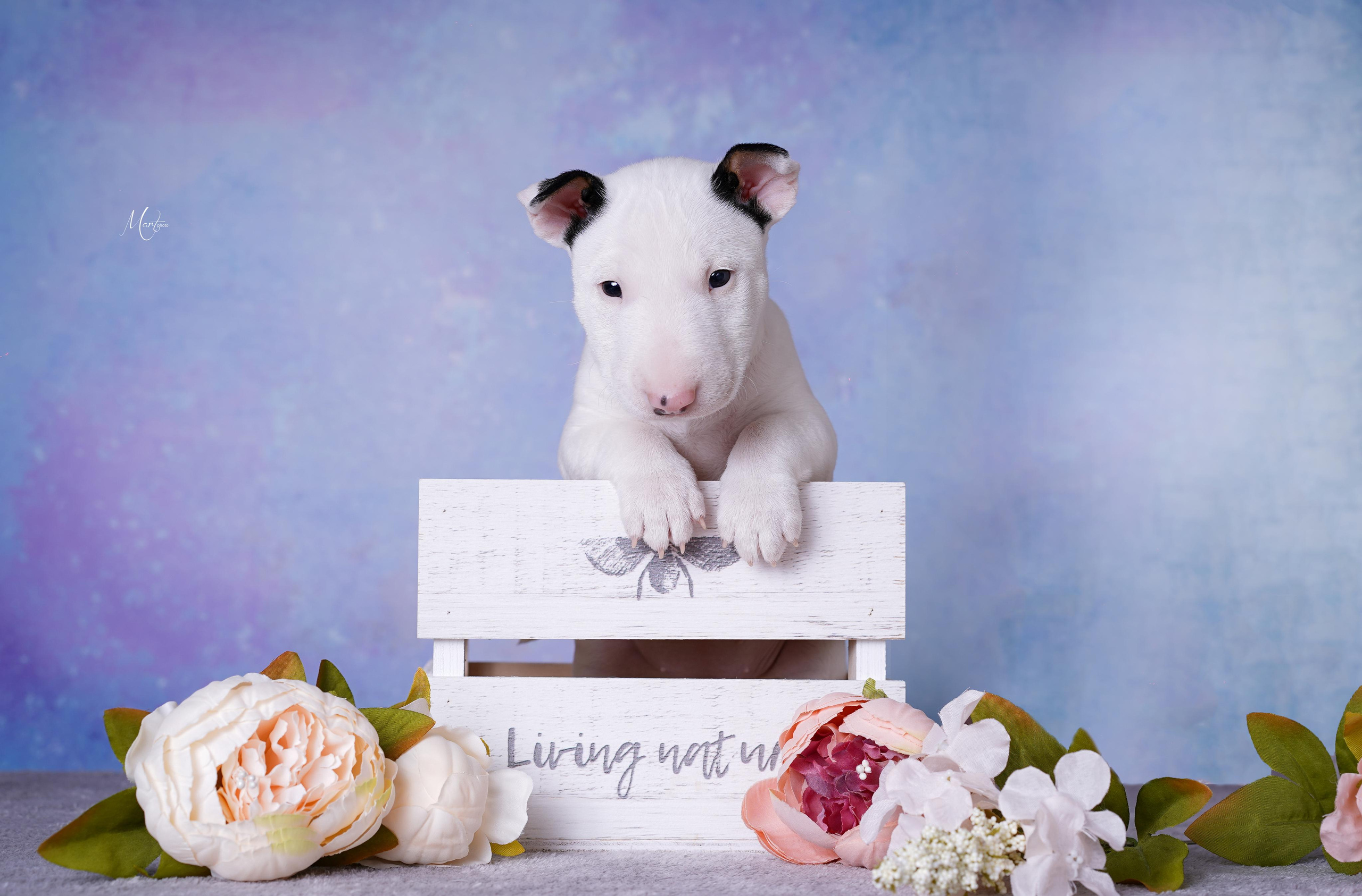 Щенки минибуля. Фотограф-анималист в Санкт-Петербурге Яна Мартынова