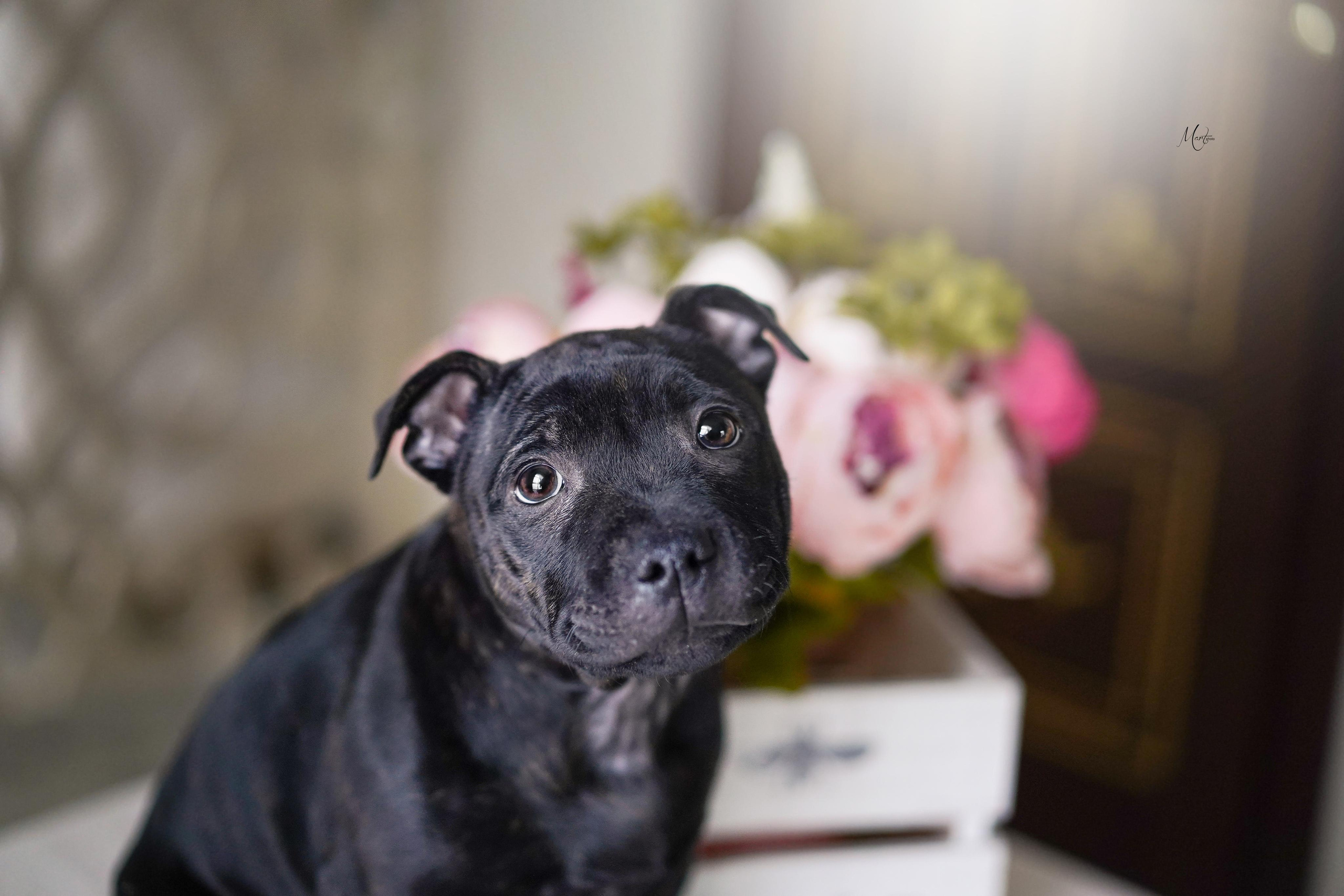 Щенки стаффбуля. Фотограф-анималист в Санкт-Петербурге Яна Мартынова