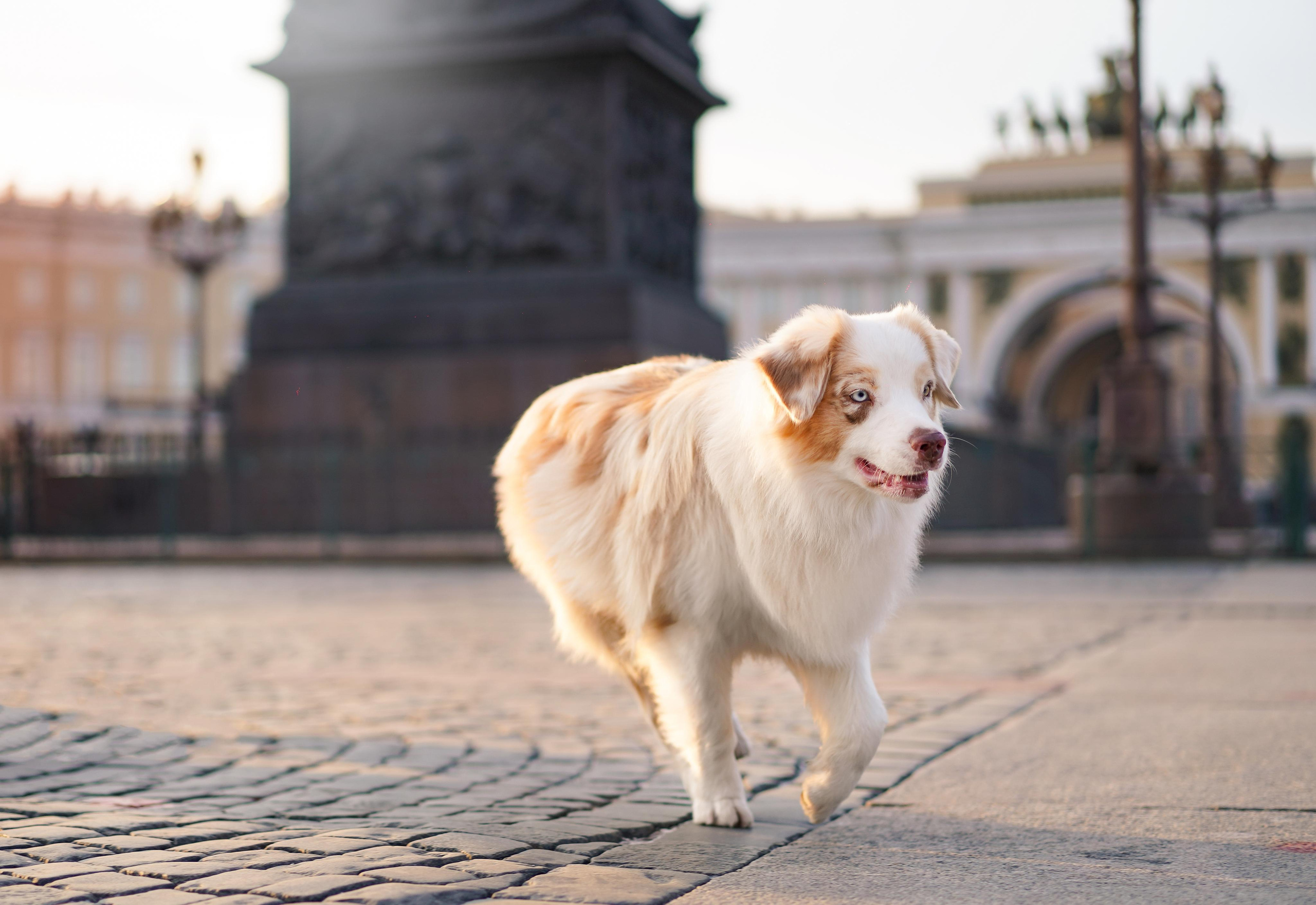 Кристина, Катя и аусси. Фотограф-анималист в Санкт-Петербурге Яна Мартынова
