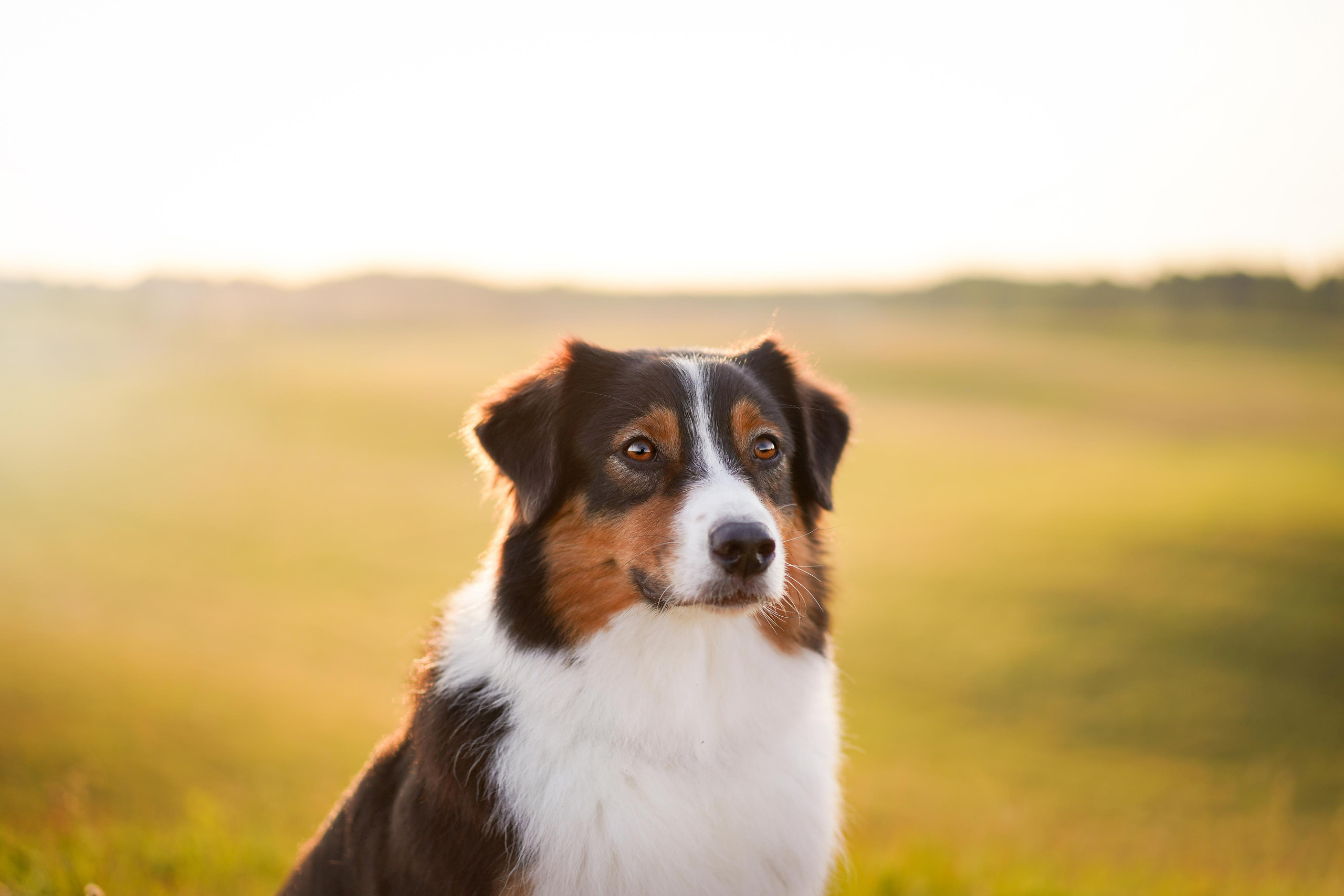 Кристина и Айла. Фотограф-анималист в Санкт-Петербурге Яна Мартынова