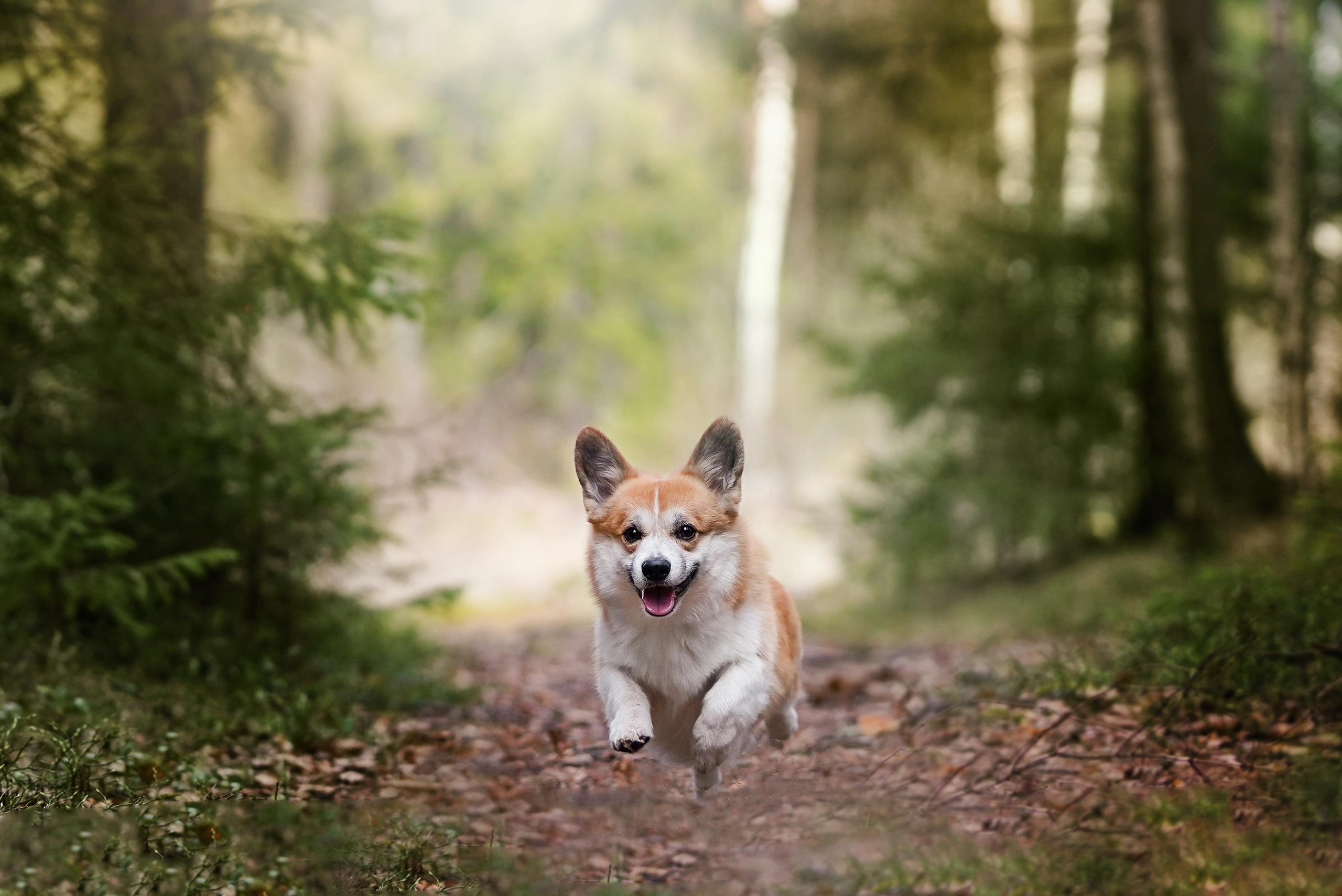 Катя и Рокки. Фотограф-анималист в Санкт-Петербурге Яна Мартынова