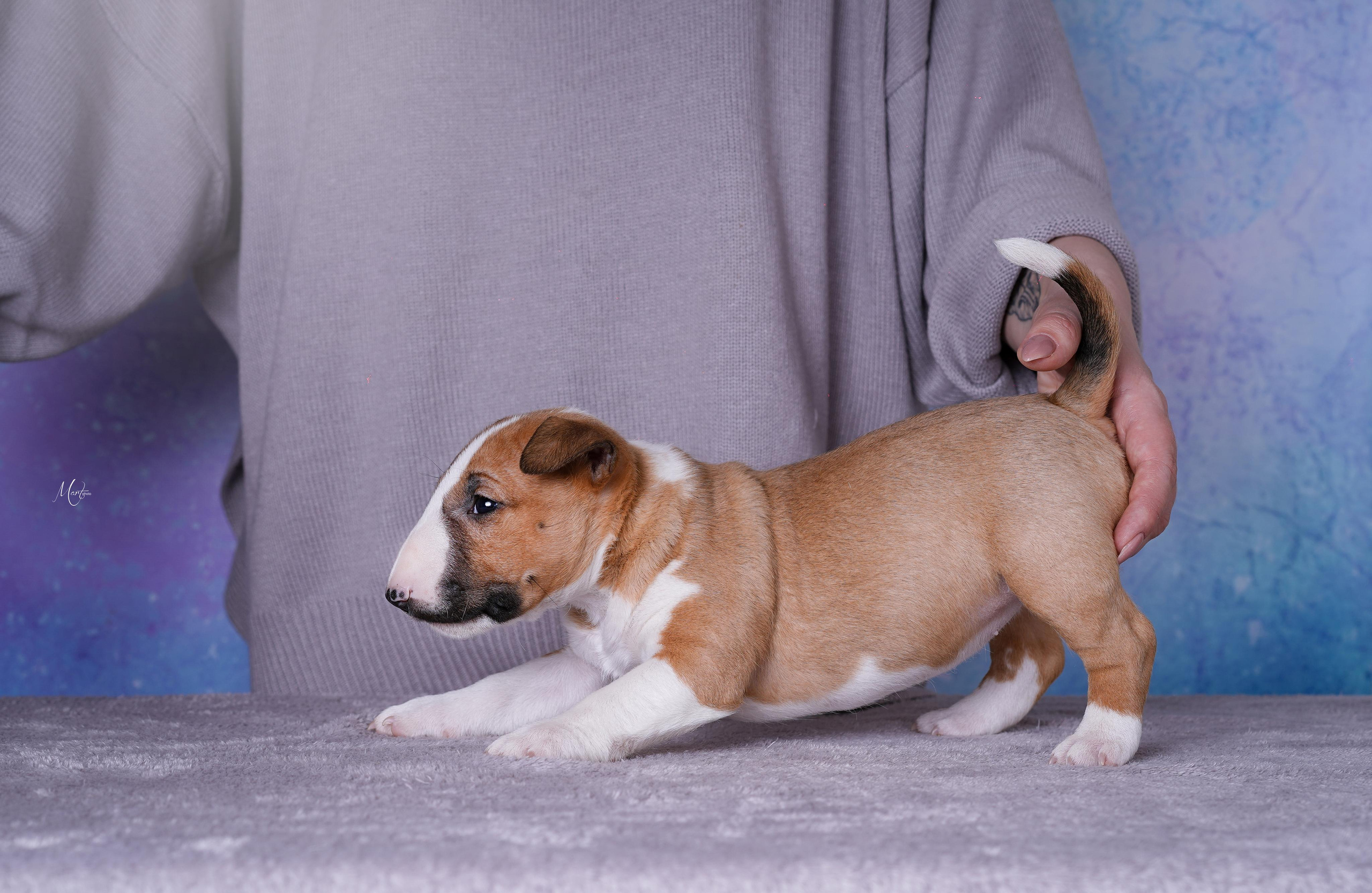 Щенки минибуля. Фотограф-анималист в Санкт-Петербурге Яна Мартынова