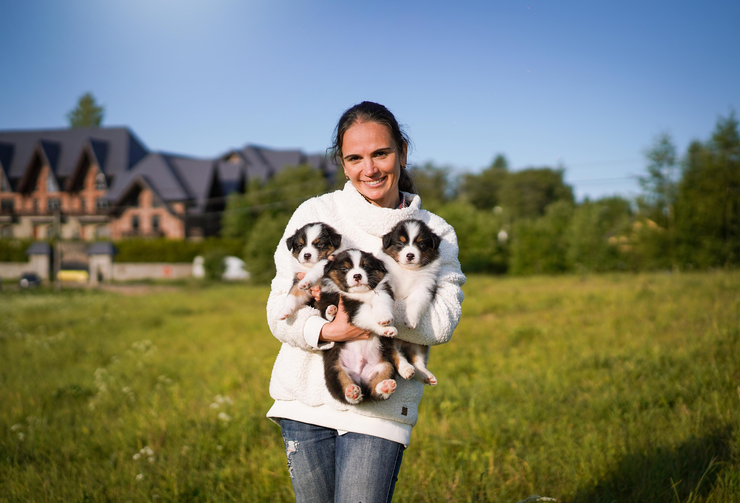 Щенки аусси. Фотограф-анималист в Санкт-Петербурге Яна Мартынова