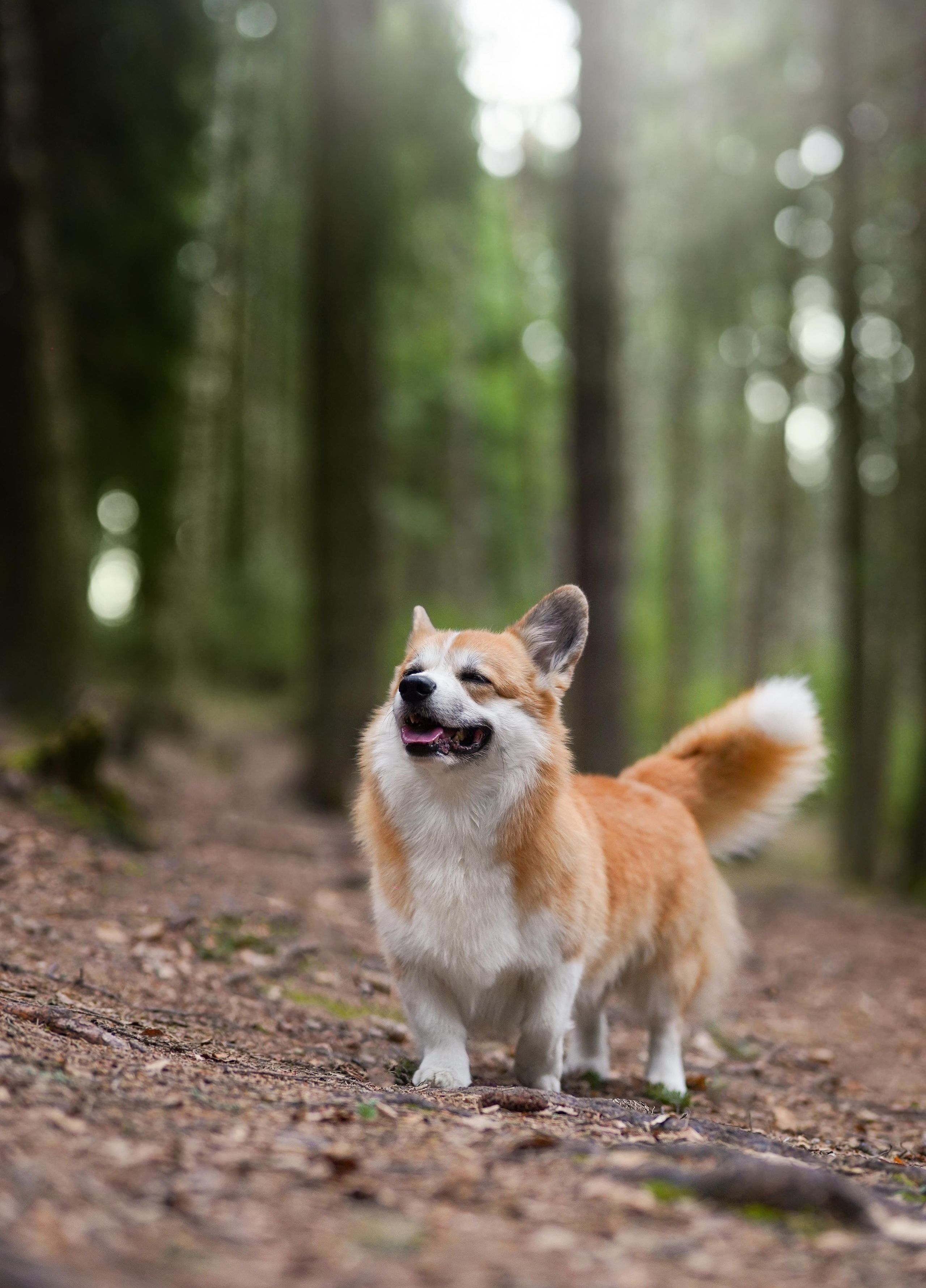 Катя и Рокки. Фотограф-анималист в Санкт-Петербурге Яна Мартынова