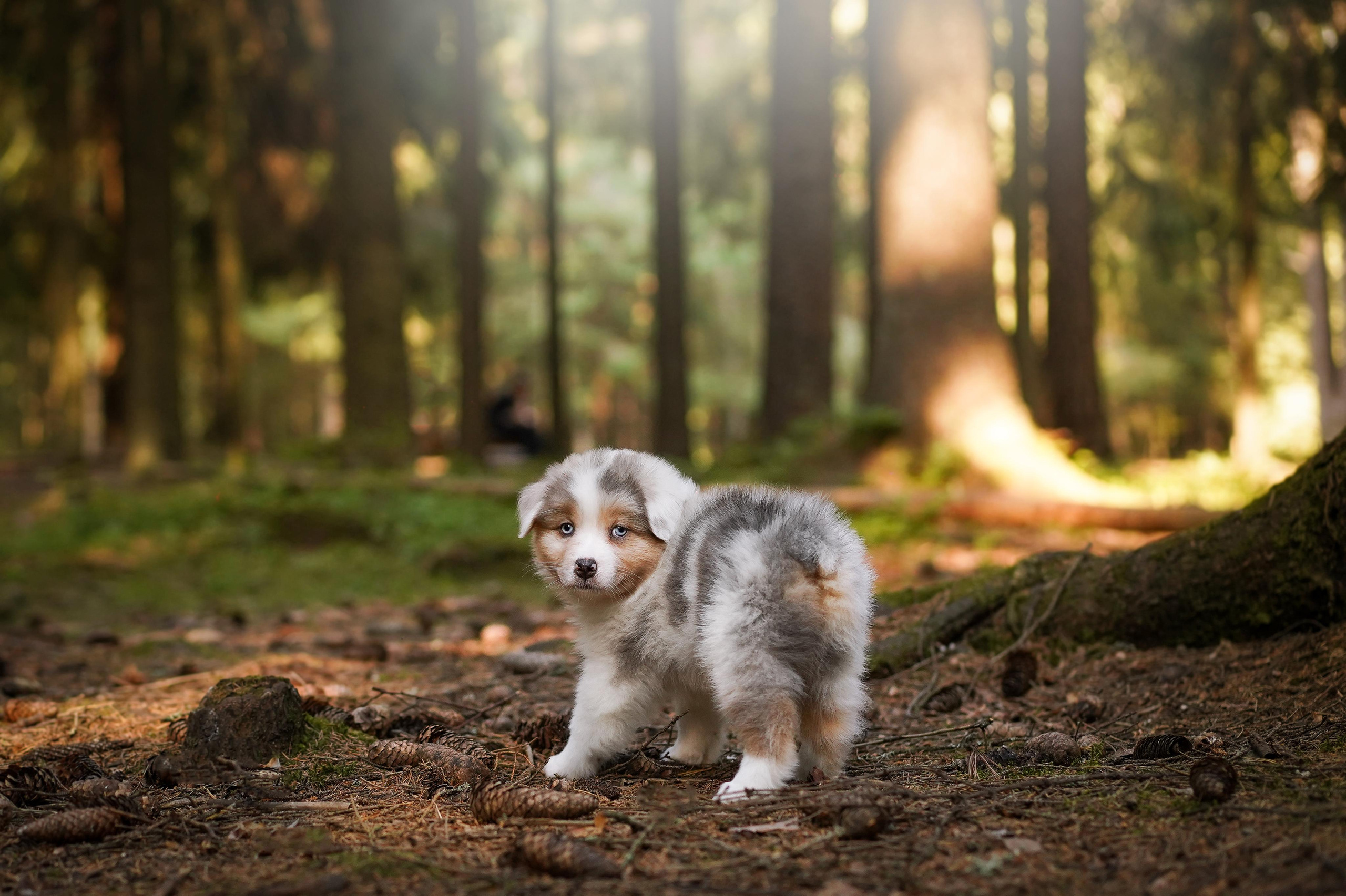 Щенки австралийской овчарки. Фотограф-анималист в Санкт-Петербурге Яна Мартынова