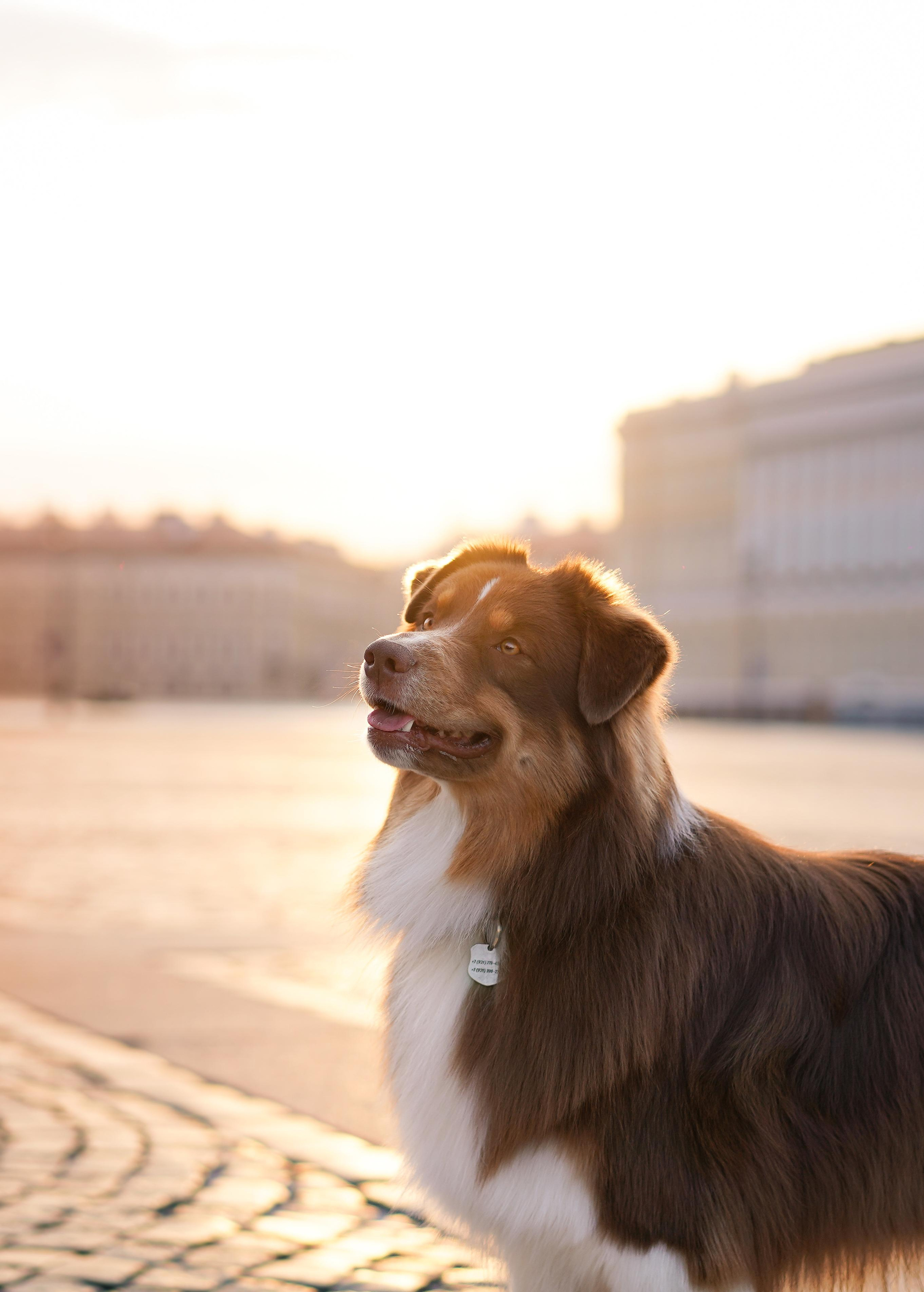 Кристина, Катя и аусси. Фотограф-анималист в Санкт-Петербурге Яна Мартынова