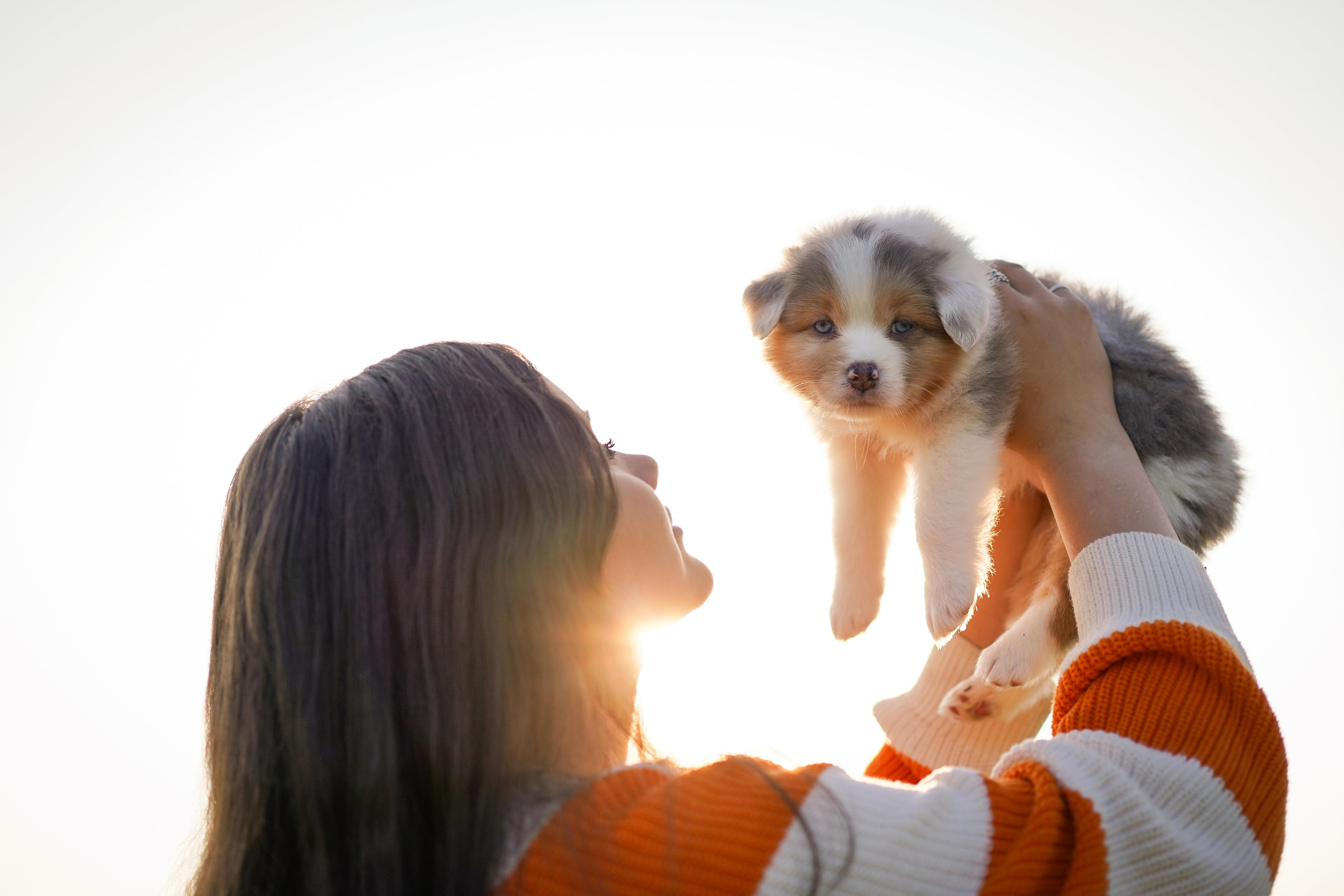 Щенки аусси. Фотограф-анималист в Санкт-Петербурге Яна Мартынова