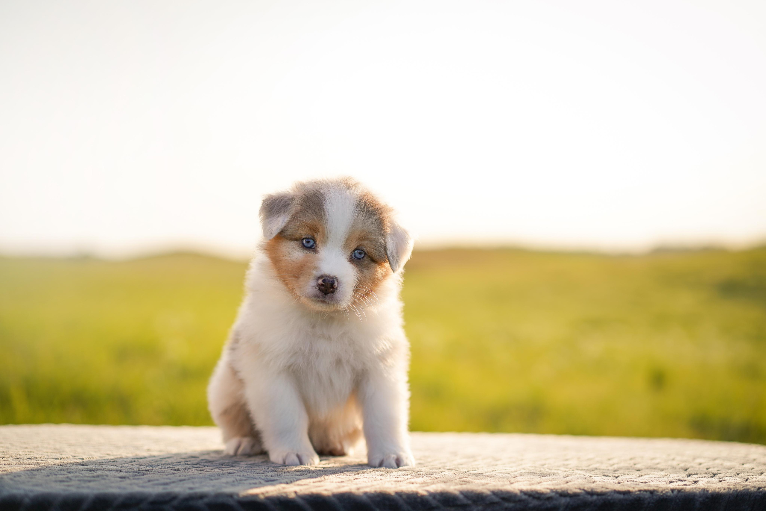 Щенки аусси. Фотограф-анималист в Санкт-Петербурге Яна Мартынова