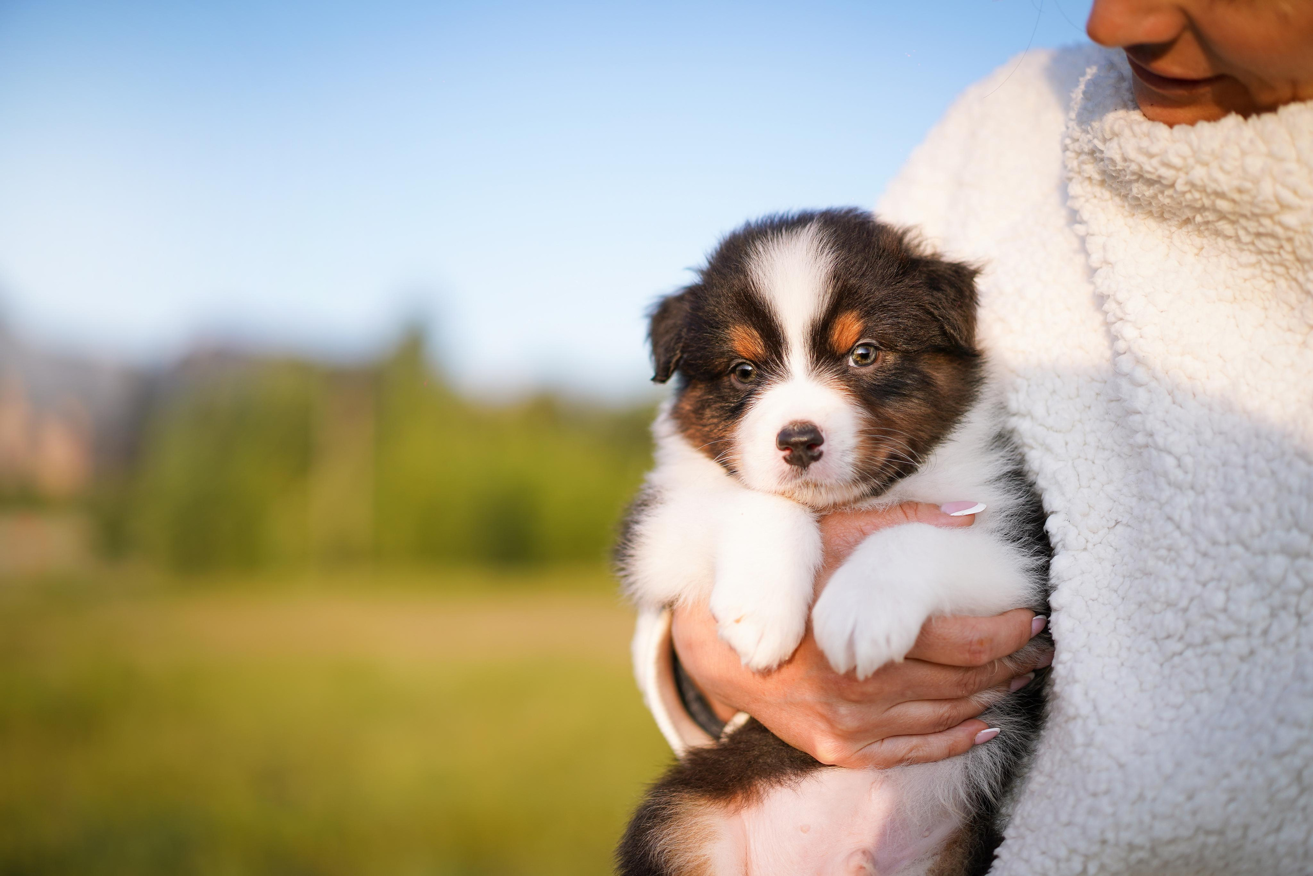 Щенки аусси. Фотограф-анималист в Санкт-Петербурге Яна Мартынова