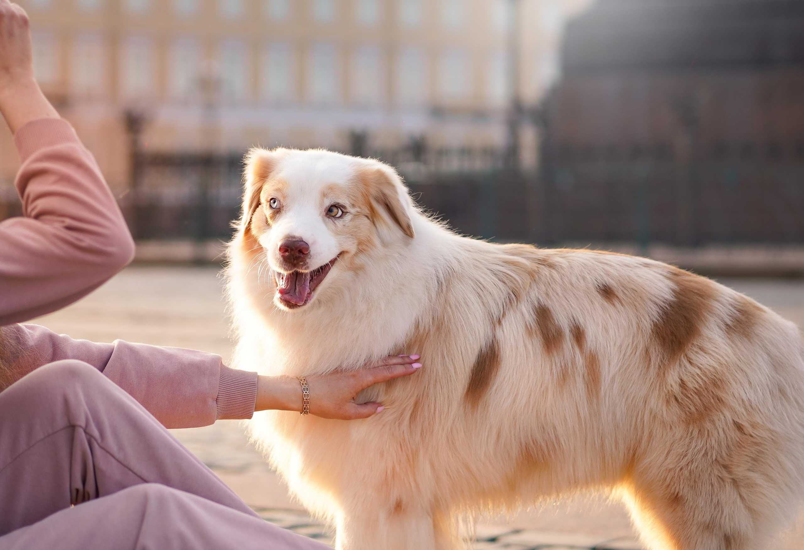 Кристина, Катя и аусси. Фотограф-анималист в Санкт-Петербурге Яна Мартынова