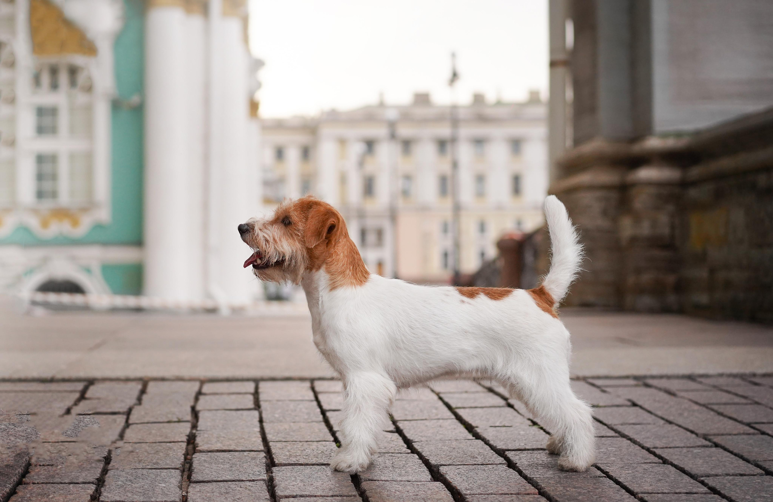 Ильгиза и Гая центр. Фотограф-анималист в Санкт-Петербурге Яна Мартынова