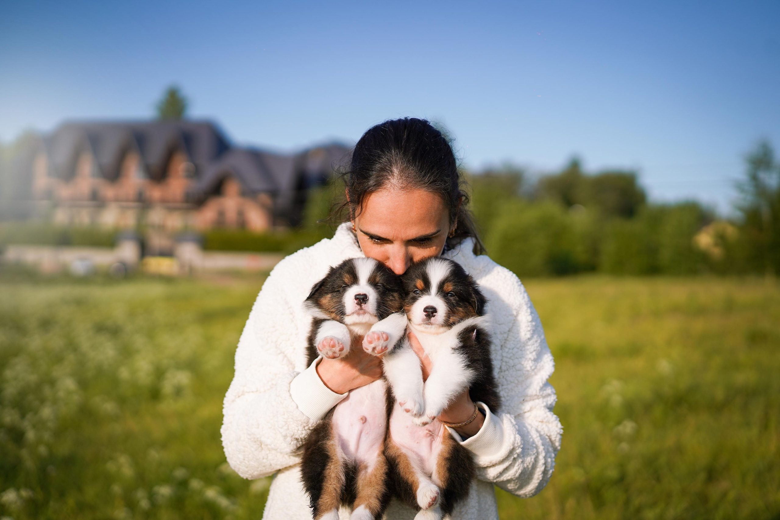 Щенки аусси. Фотограф-анималист в Санкт-Петербурге Яна Мартынова