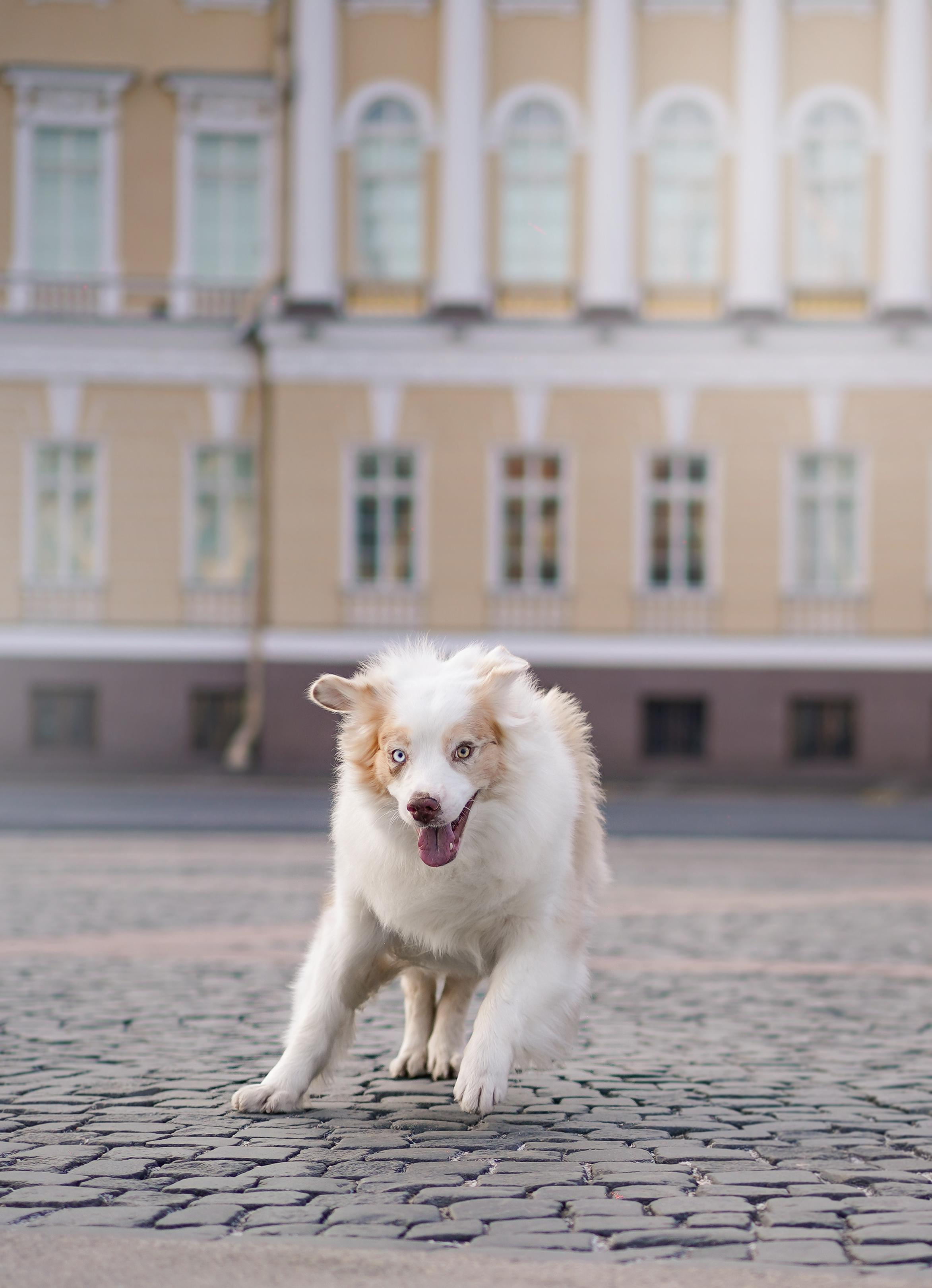 Кристина, Катя и аусси. Фотограф-анималист в Санкт-Петербурге Яна Мартынова