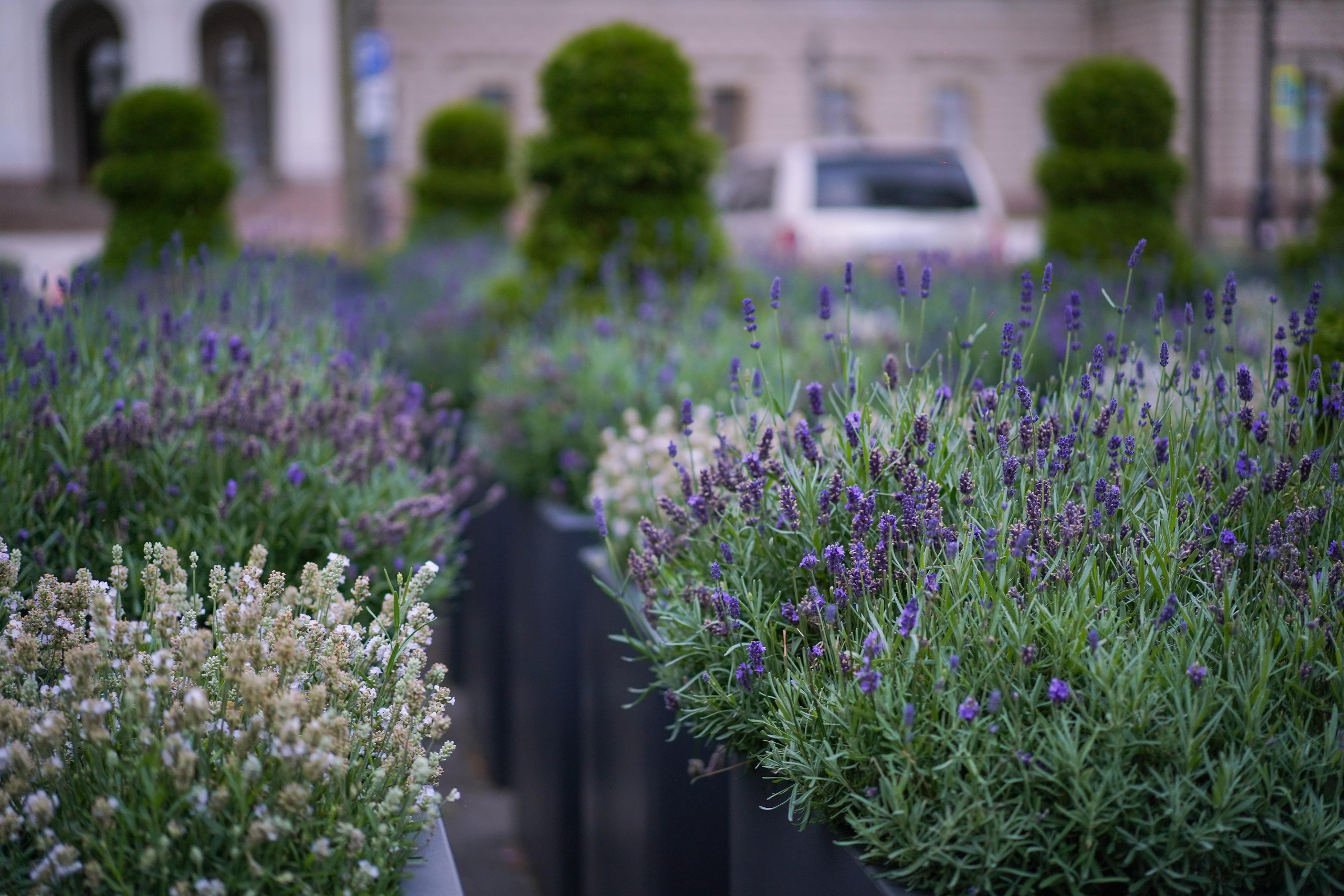 Ильгиза и Гая центр. Фотограф-анималист в Санкт-Петербурге Яна Мартынова