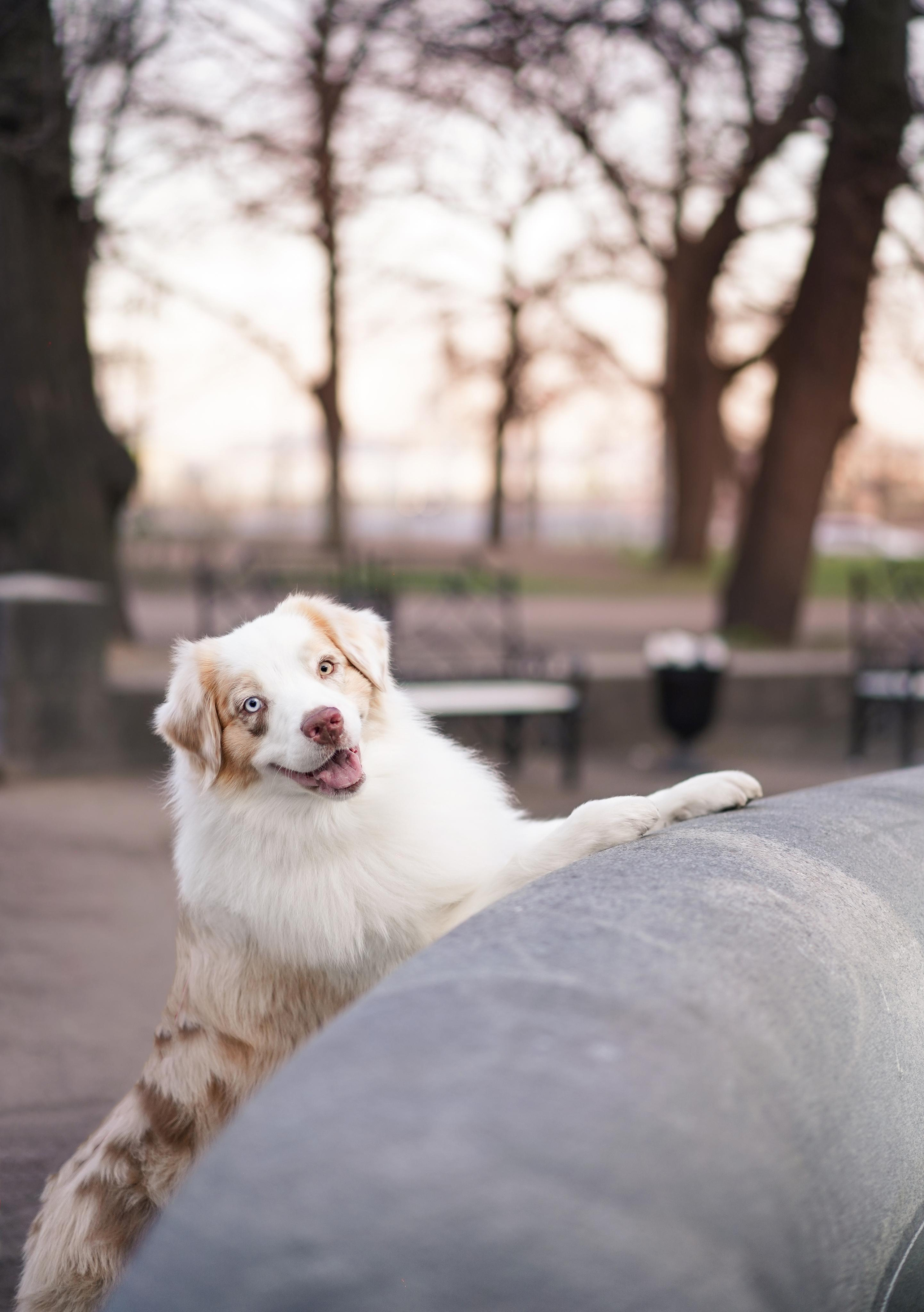 Кристина, Катя и аусси. Фотограф-анималист в Санкт-Петербурге Яна Мартынова