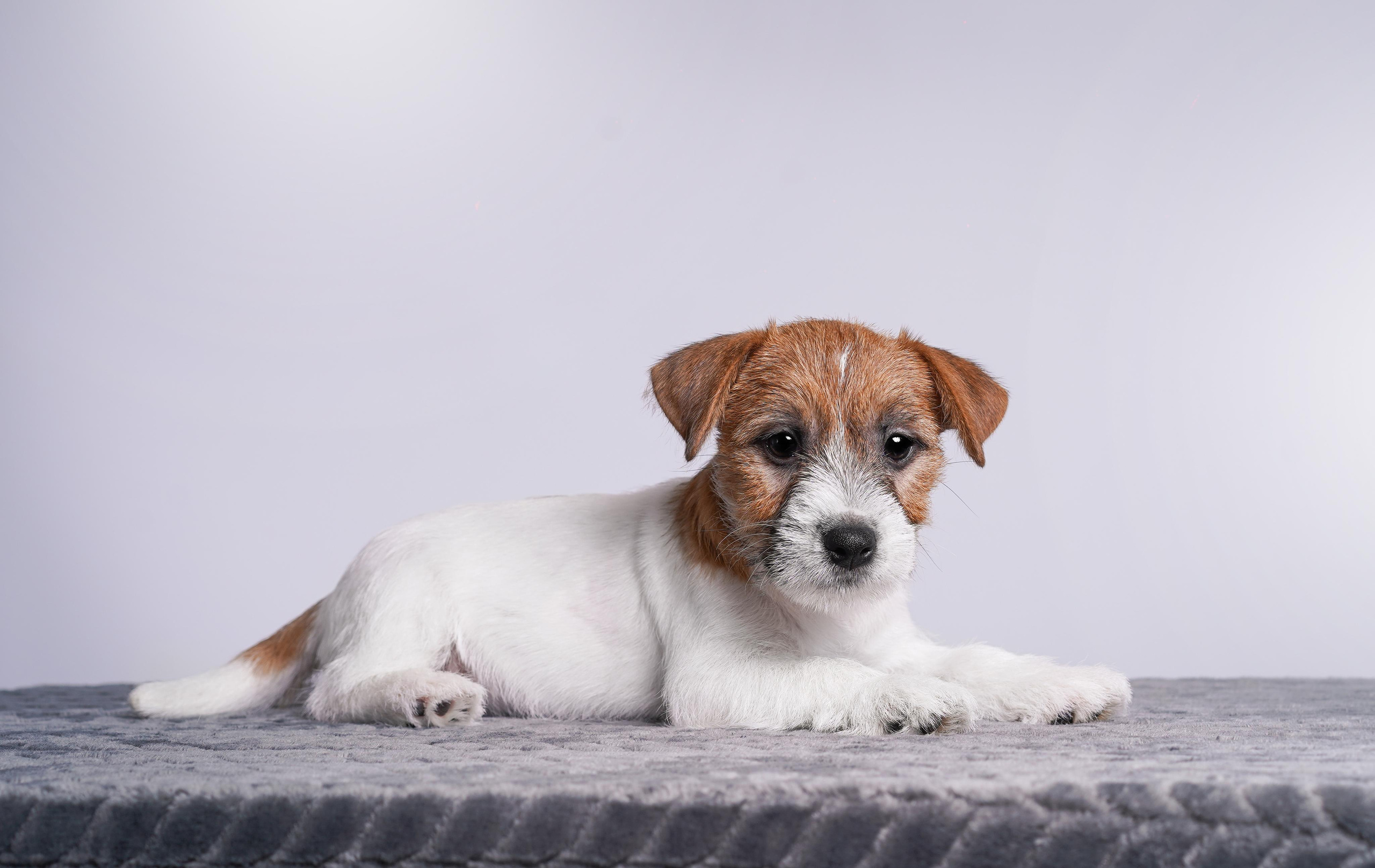 Щенки джек рассел терьера. Фотограф-анималист в Санкт-Петербурге Яна Мартынова