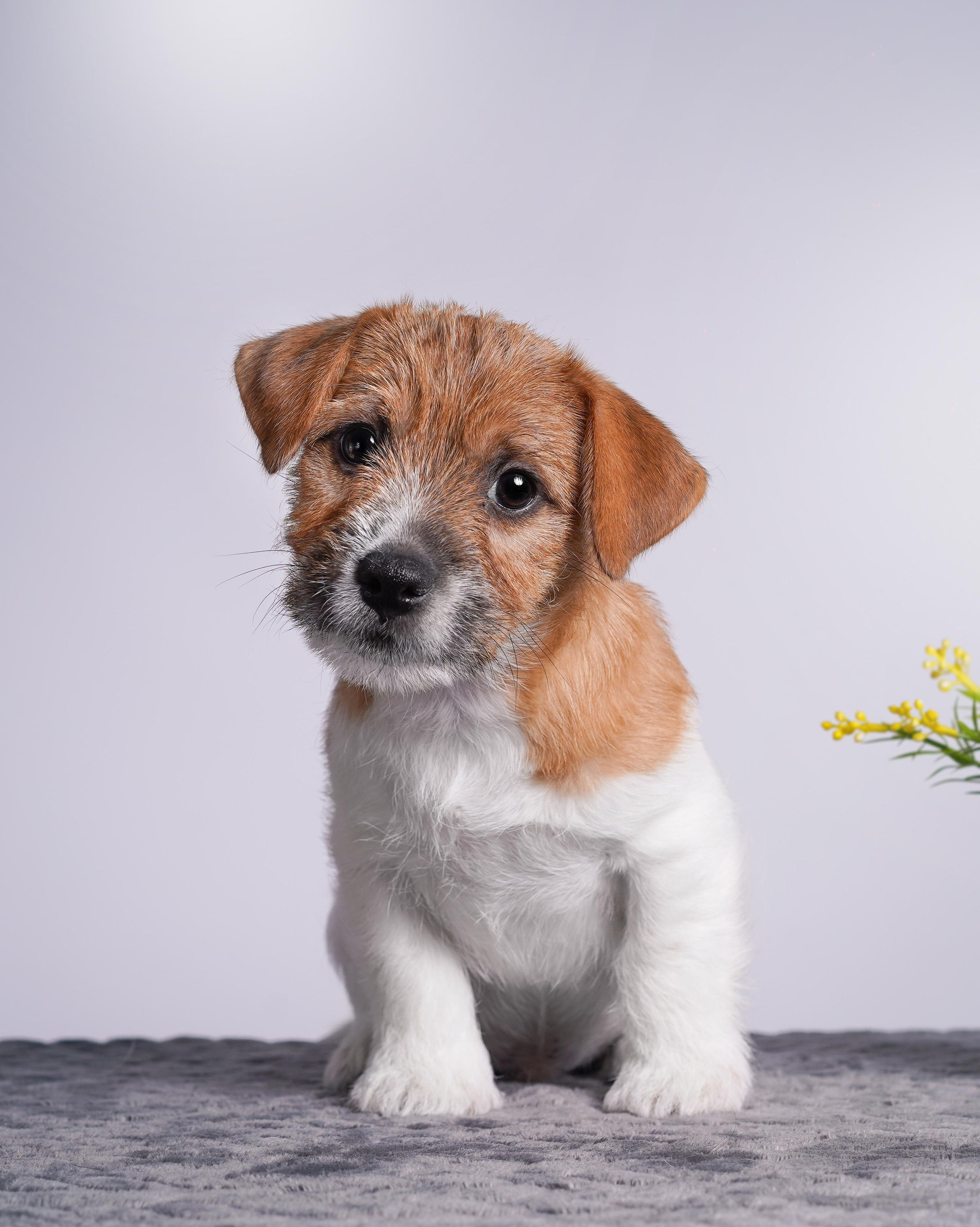 Щенки джек рассел терьера. Фотограф-анималист в Санкт-Петербурге Яна Мартынова