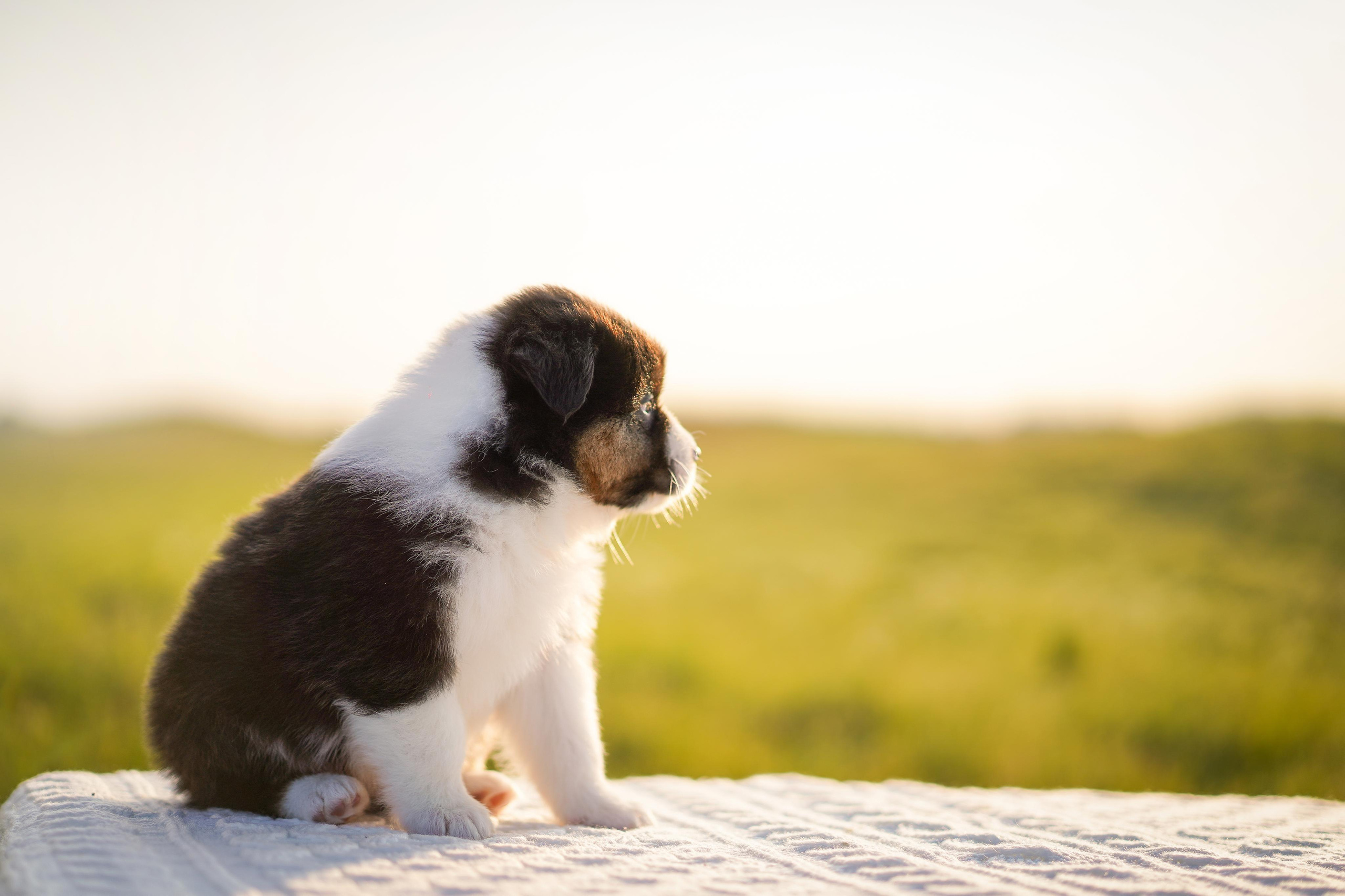 Щенки аусси. Фотограф-анималист в Санкт-Петербурге Яна Мартынова