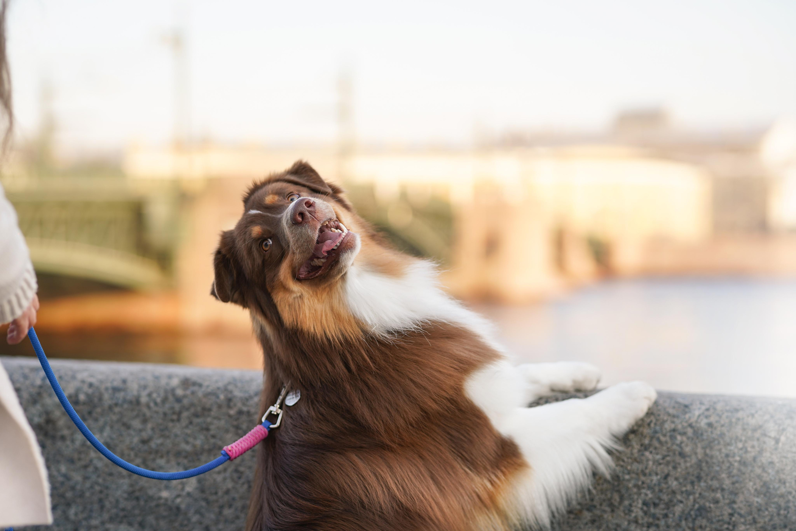 Кристина, Катя и аусси. Фотограф-анималист в Санкт-Петербурге Яна Мартынова