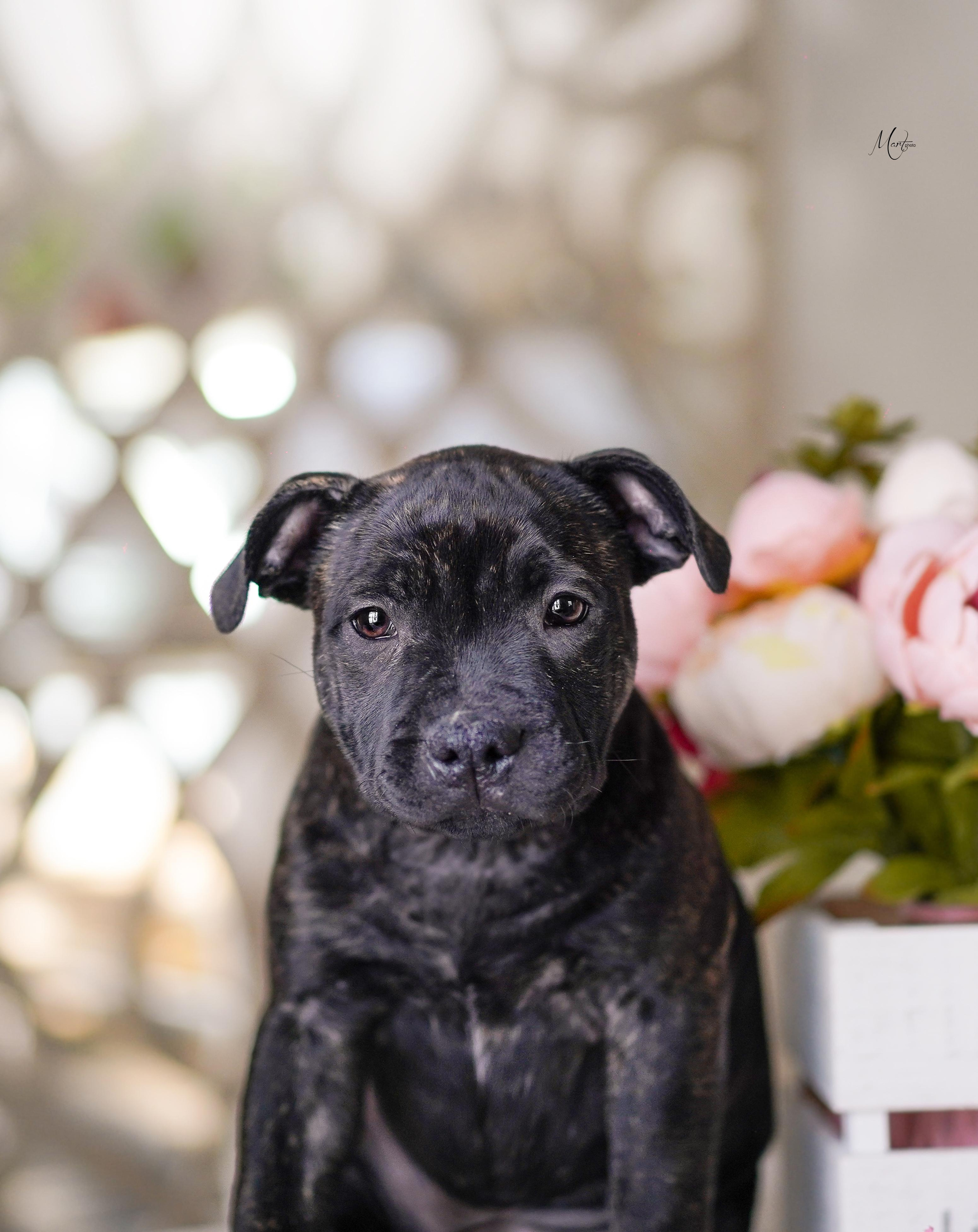 Щенки стаффбуля. Фотограф-анималист в Санкт-Петербурге Яна Мартынова