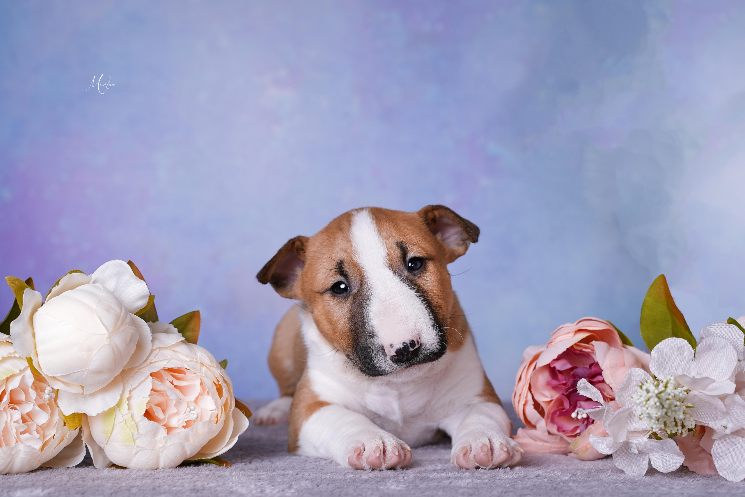 Щенки минибуля. Фотограф-анималист в Санкт-Петербурге Яна Мартынова