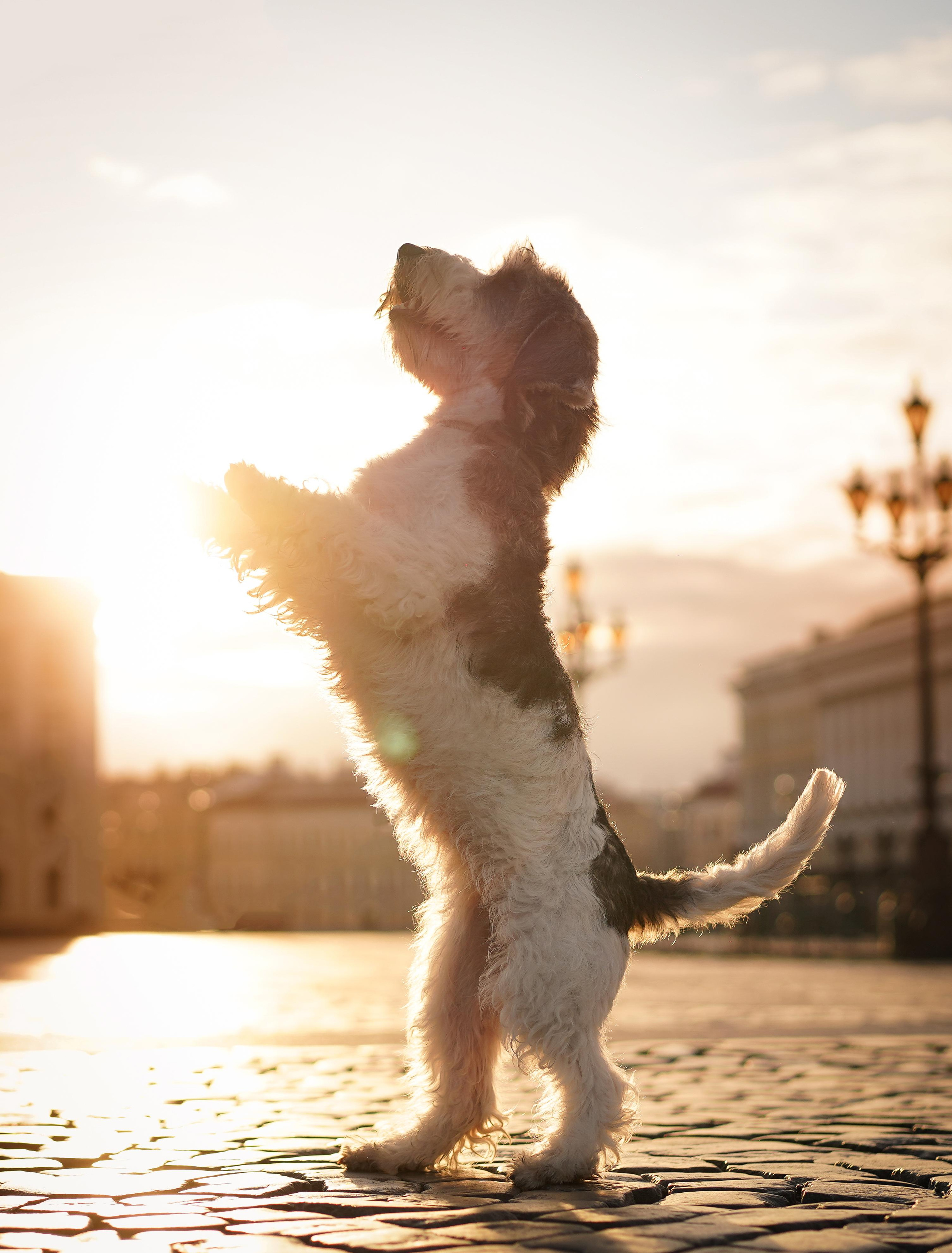 Мона центр. Фотограф-анималист в Санкт-Петербурге Яна Мартынова