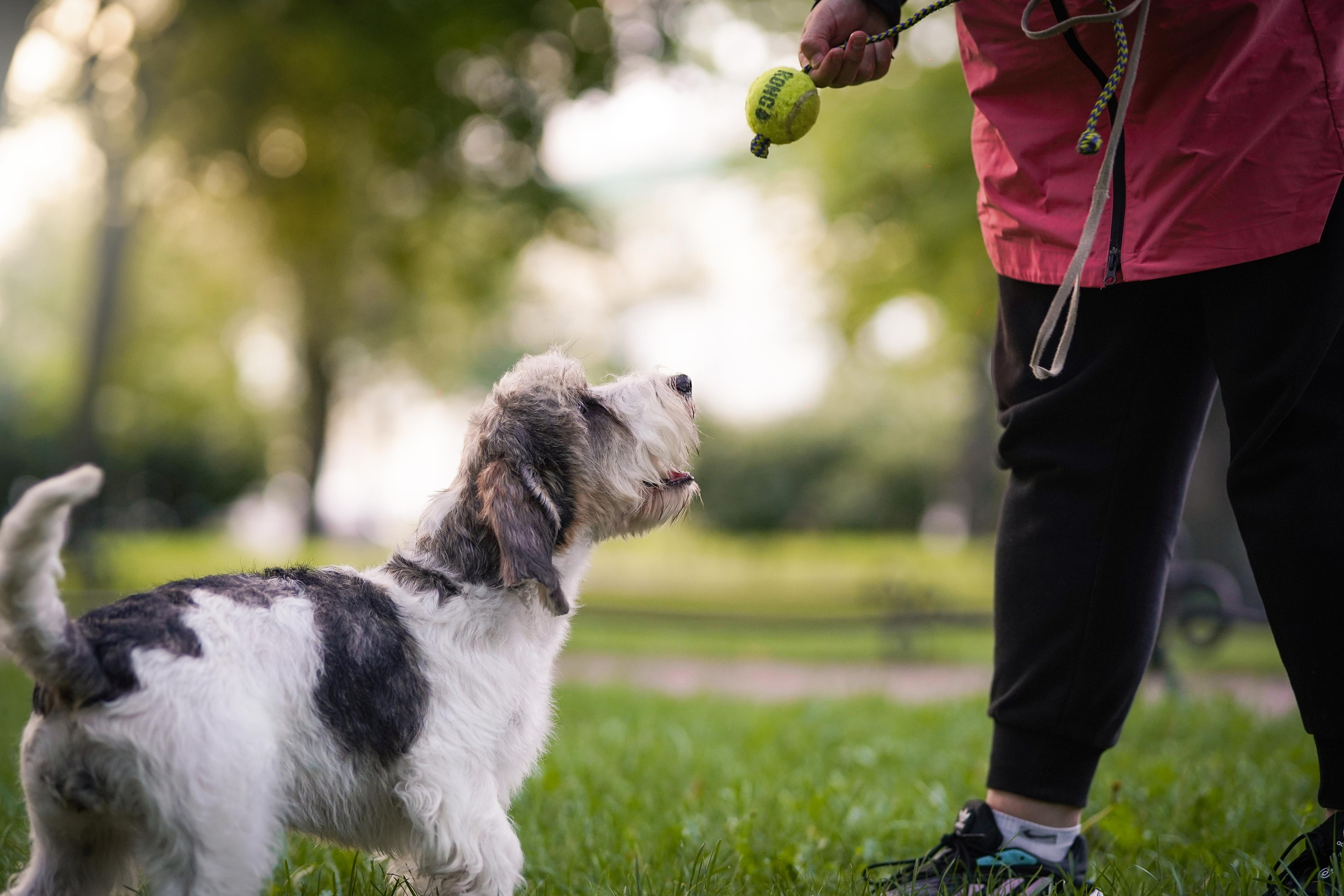 Мона центр. Фотограф-анималист в Санкт-Петербурге Яна Мартынова