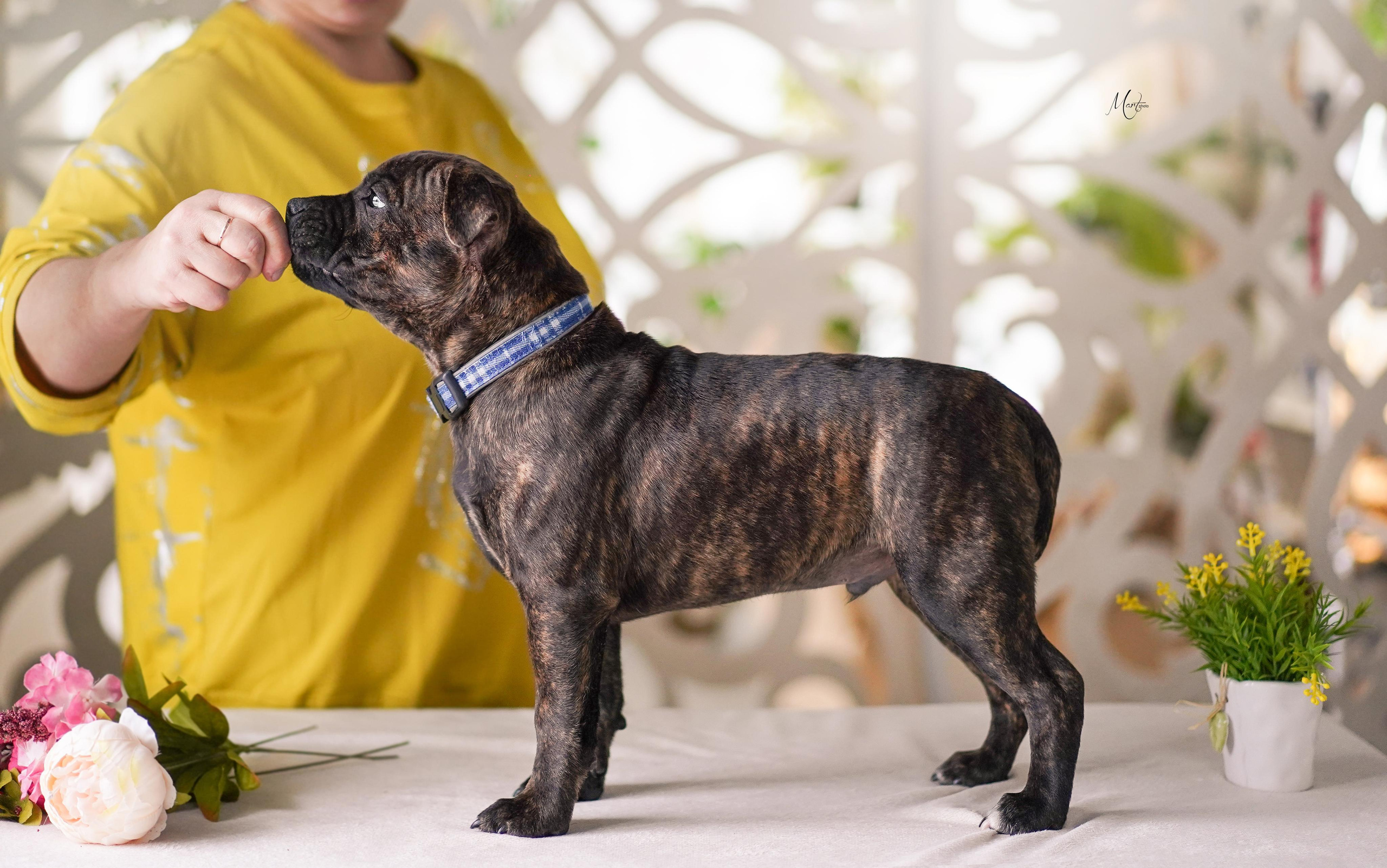 Щенки стаффбуля. Фотограф-анималист в Санкт-Петербурге Яна Мартынова