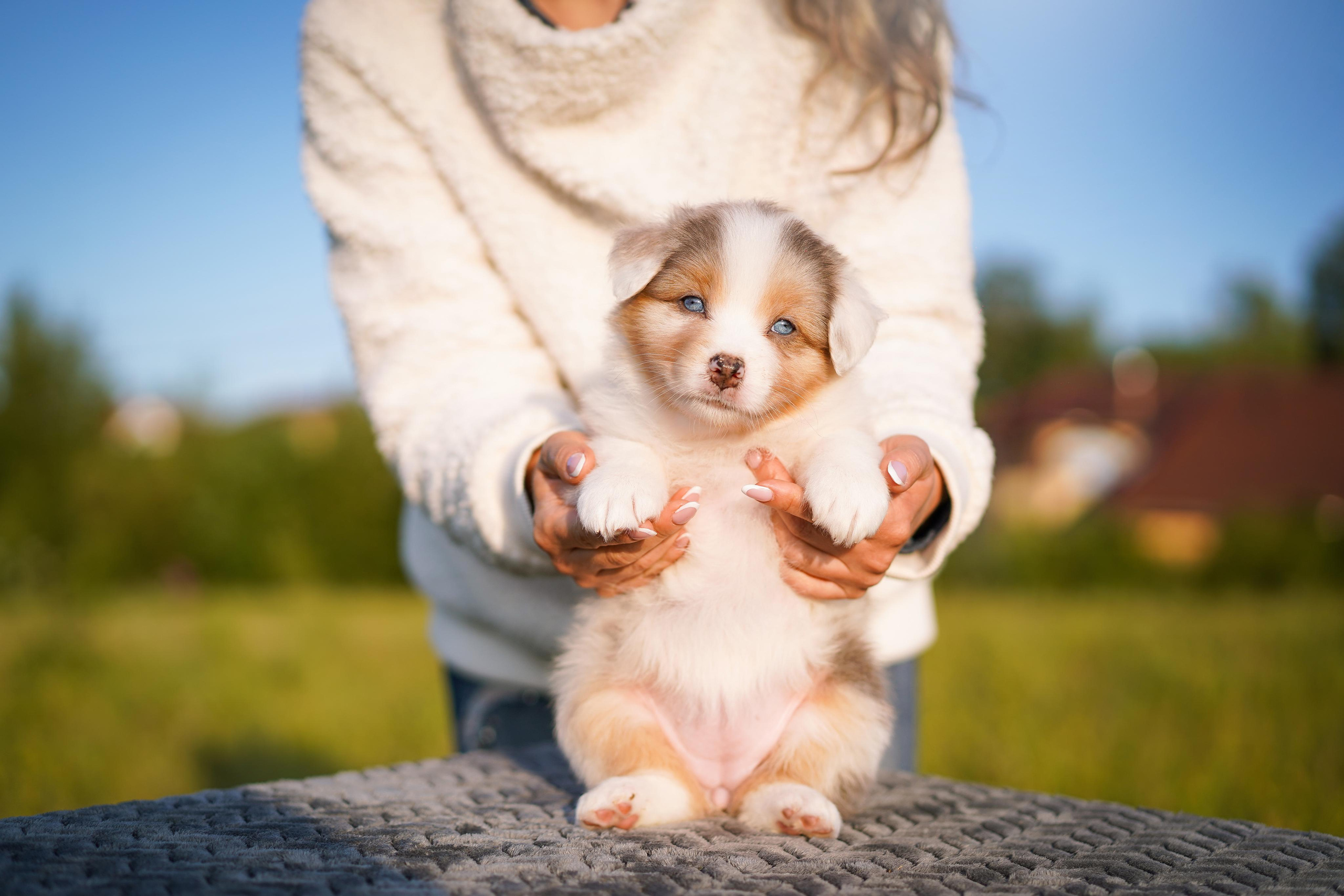 Щенки аусси. Фотограф-анималист в Санкт-Петербурге Яна Мартынова