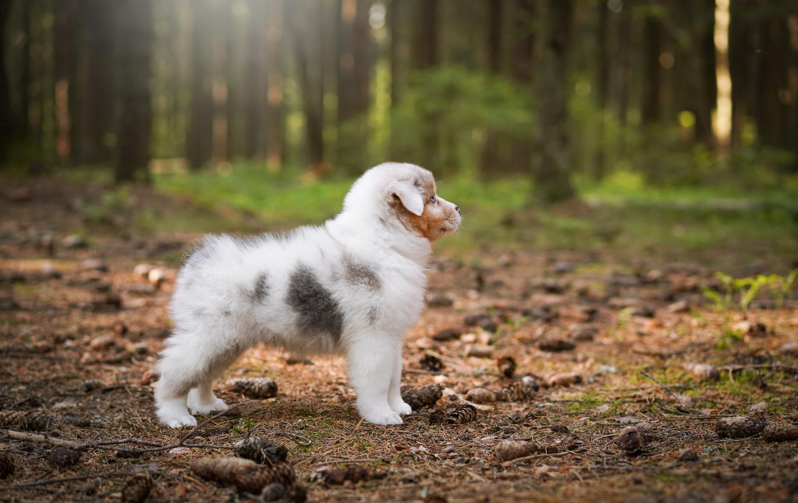 Щенки австралийской овчарки. Фотограф-анималист в Санкт-Петербурге Яна Мартынова