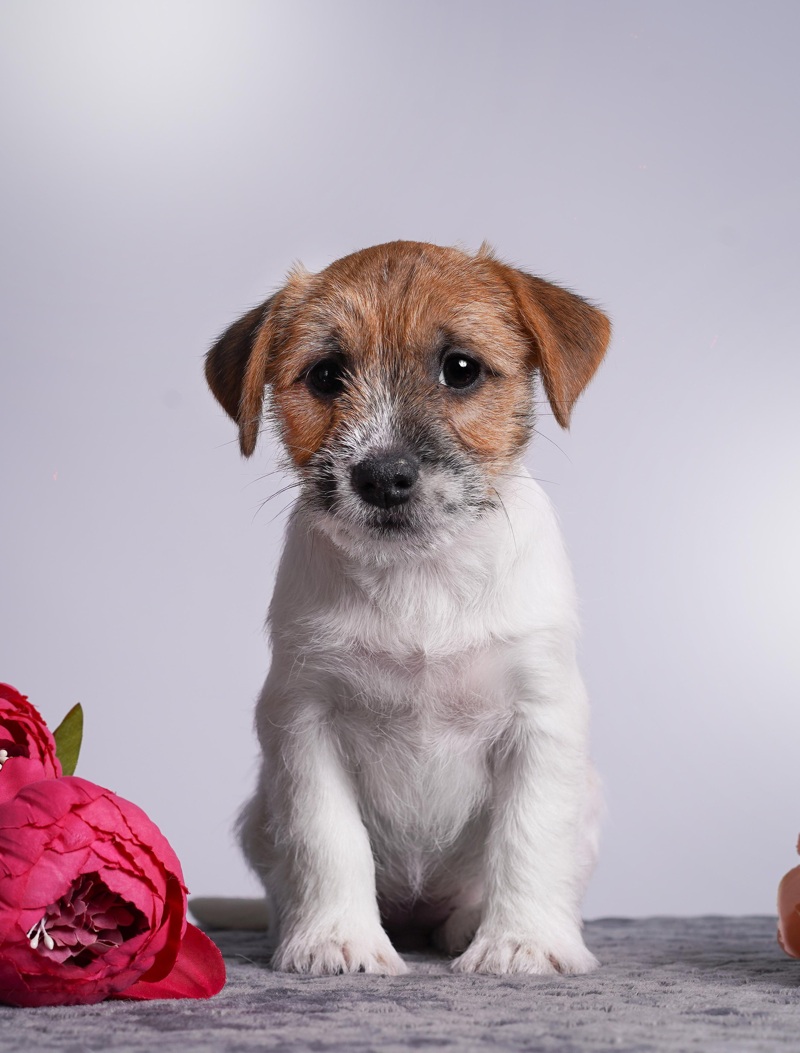 Щенки джек рассел терьера. Фотограф-анималист в Санкт-Петербурге Яна Мартынова