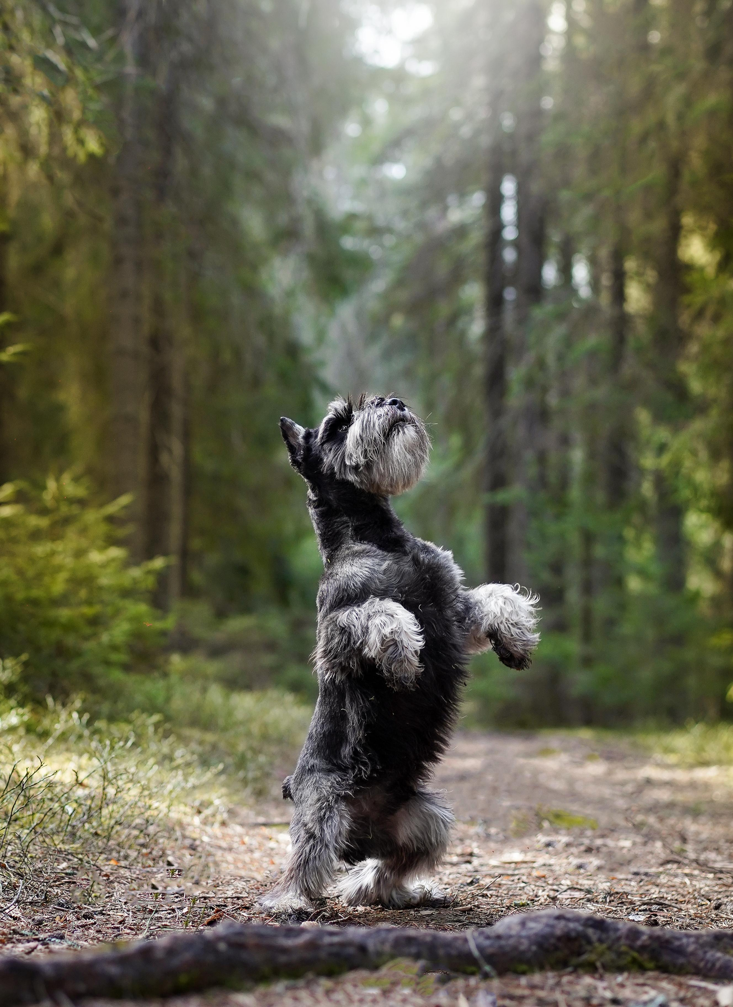 Оля и шнауцеры. Фотограф-анималист в Санкт-Петербурге Яна Мартынова