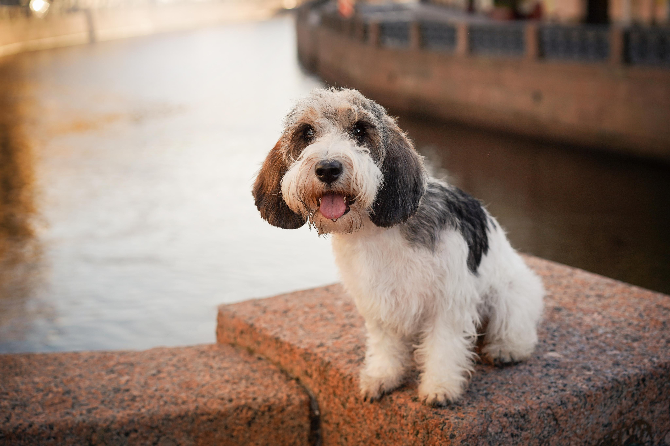 Мона центр. Фотограф-анималист в Санкт-Петербурге Яна Мартынова