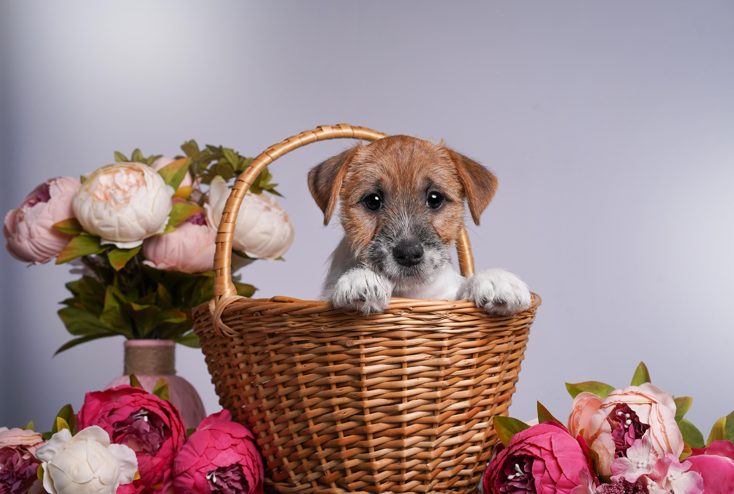 Щенки джек рассел терьера. Фотограф-анималист в Санкт-Петербурге Яна Мартынова