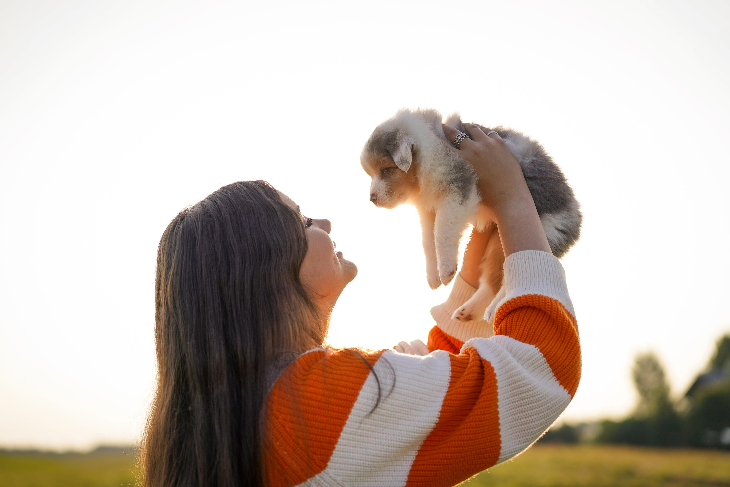 Щенки аусси. Фотограф-анималист в Санкт-Петербурге Яна Мартынова