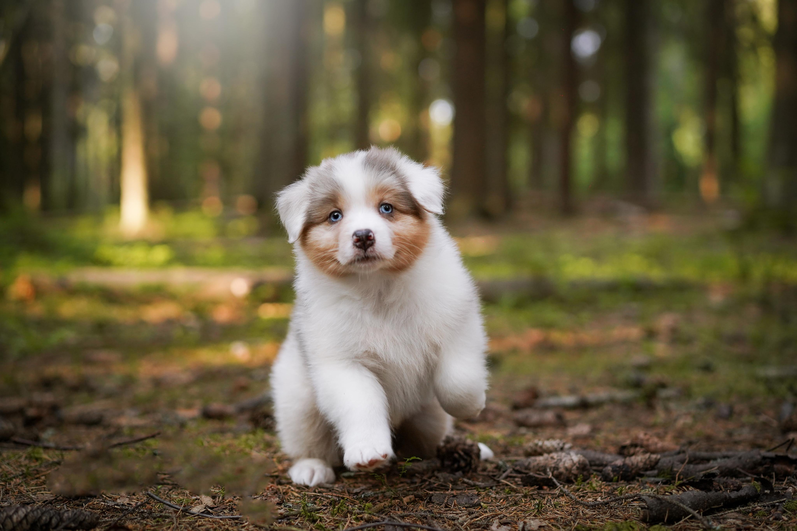 Щенки австралийской овчарки. Фотограф-анималист в Санкт-Петербурге Яна Мартынова