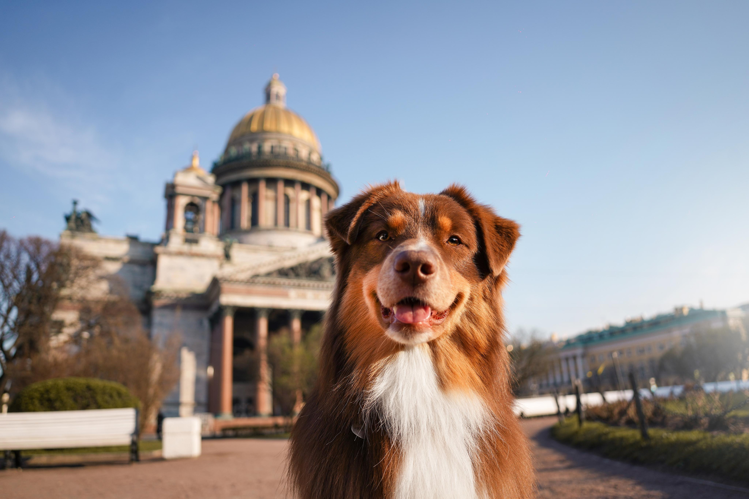 Кристина, Катя и аусси. Фотограф-анималист в Санкт-Петербурге Яна Мартынова